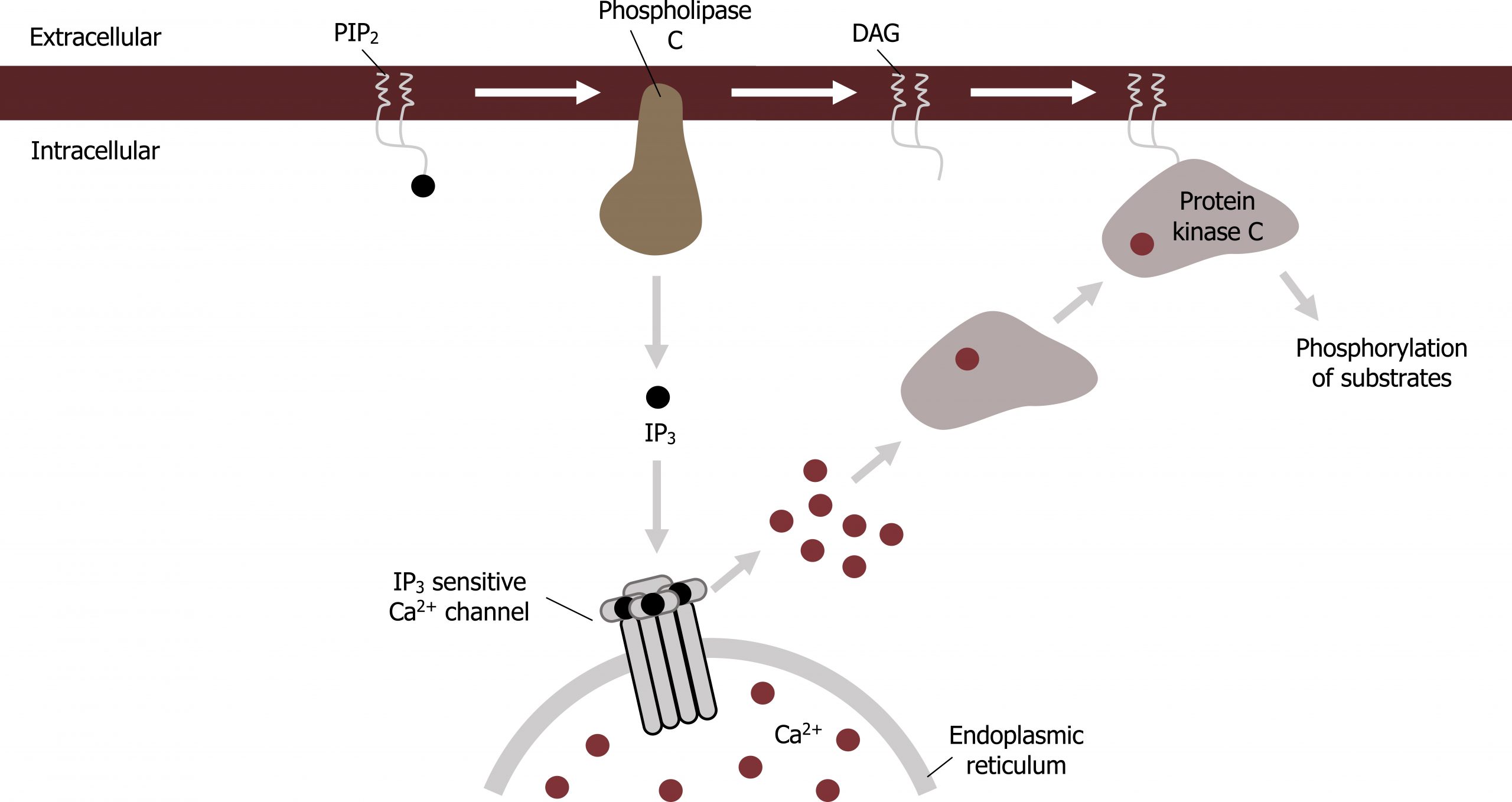 Membrane separating the extracellular and intracellular spaces contains from left to right PIP2, Phospholipase C, DAG, protein kinase C. Phospholipase C emits IP3 which binds to an IP3 sensitive Ca2+ channel embedded in the endoplasmic reticulum. Calcium is sent out of the ER as second messengers in a signaling cascade to Protein kinase C and then completes phosphorylation of substrates.