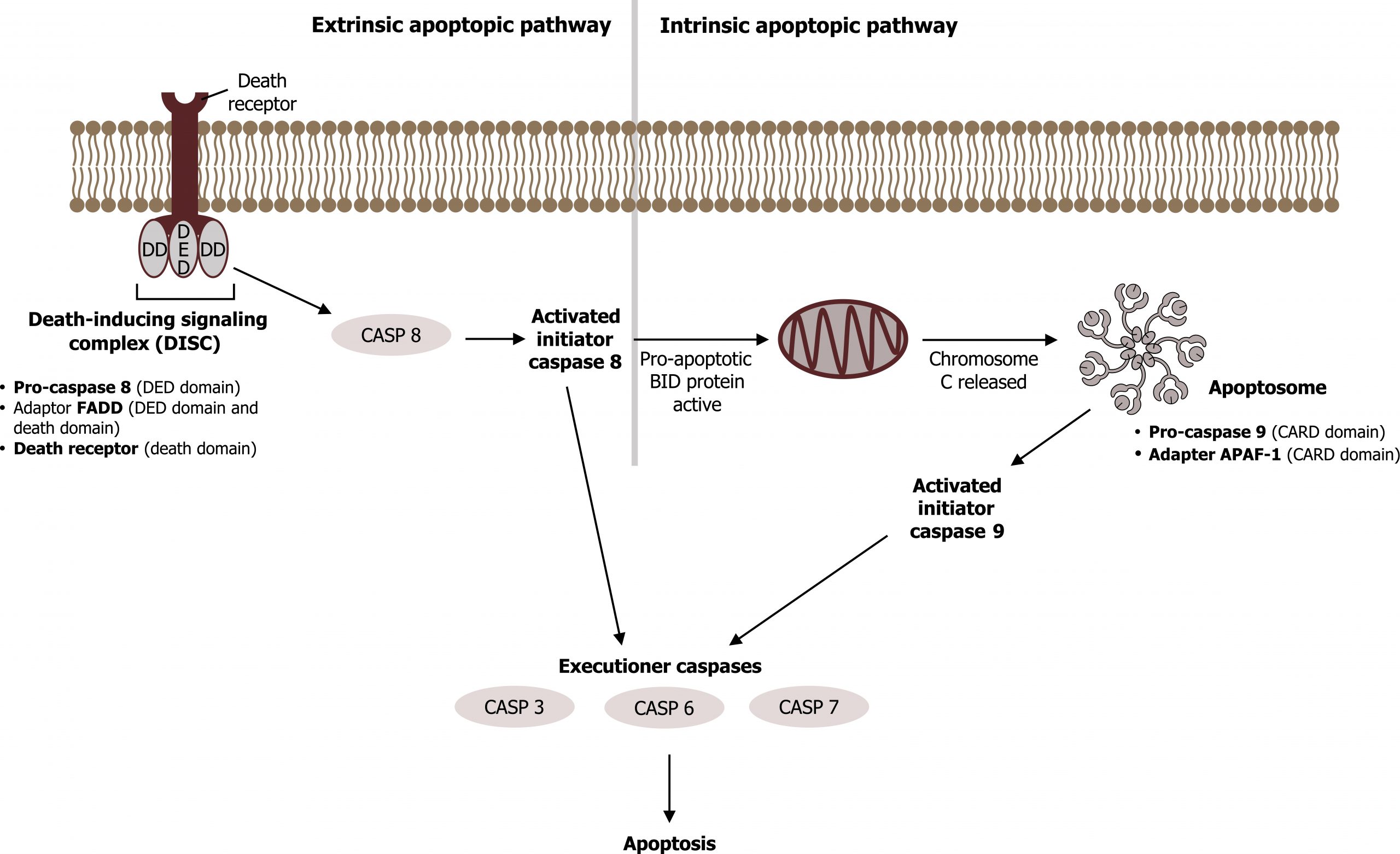 Extrinsic Apoptotic pathway: Death receptor with death inducing signaling complex (DISC) with DD, DED, and DD domains. Pro-caspase 8 (DED), adaptor FADD (DED and DD), death receptor (DD). Arrow Casp 8 to activated initiator caspase 8. Intrinsic apoptotic pathway: Activated initiator caspase 8 arrow text pro-apoptotic active to oval with zigzag line arrow text chromosome C released to apoptosome with Pro-caspase 9 (CARD) and adapter APAF-1 (CARD) arrow activated initiator caspase 9. Activated initiator caspase 8 and 9 arrow to arrow to executioner caspases (3, 6, 7) arrow apoptosis.