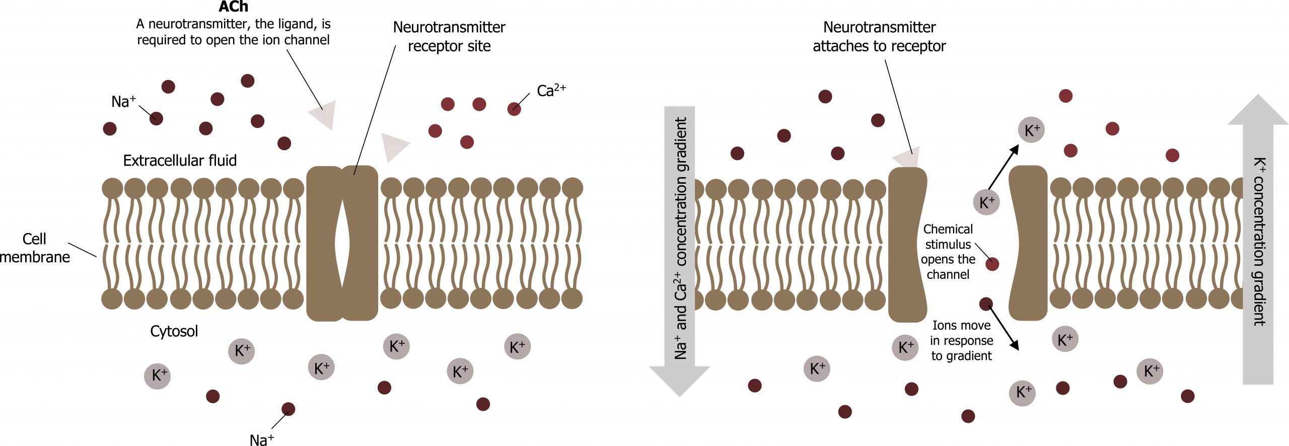 Cell membrane dividing extracellular fluid (top) that contains Na+, ACh, and Ca2+ and the cytosol (bottom) that contains K+ and Na+. Transmembrane neurotransmitter receptor site. ACh: A neurotransmitter, the ligand, is required to open the ion channel. When the neurotransmitter attaches to the receptor the chemical stimulus opens the channel and ions move in response to gradient. Na+ and Ca2+ concentration gradient moves into cytosol. K+ concentration gradient moves into extracellular fluid.