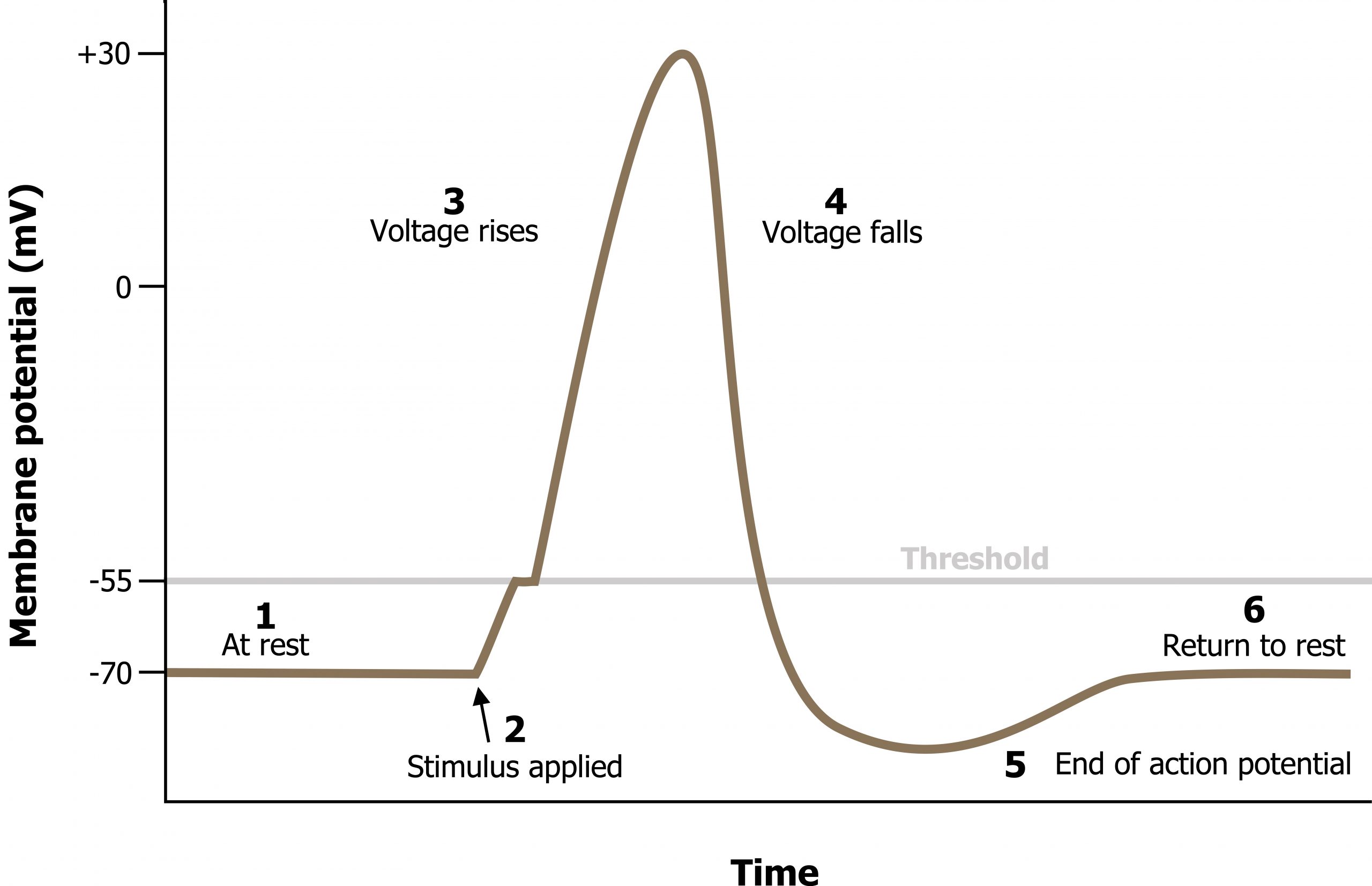 X-axis labeled time and y-axis labeled Membrane potential (mV) with -55 mV labeled threshold. 1 At rest: horizontal line at -70. 2 Stimulus applied: line raises to -55. 3 Voltage rises: line peaks at +30. 4 Voltage falls: line drops to -90. 5 end of action potential: line rises. 6 return to rest: horizontal line at -70.