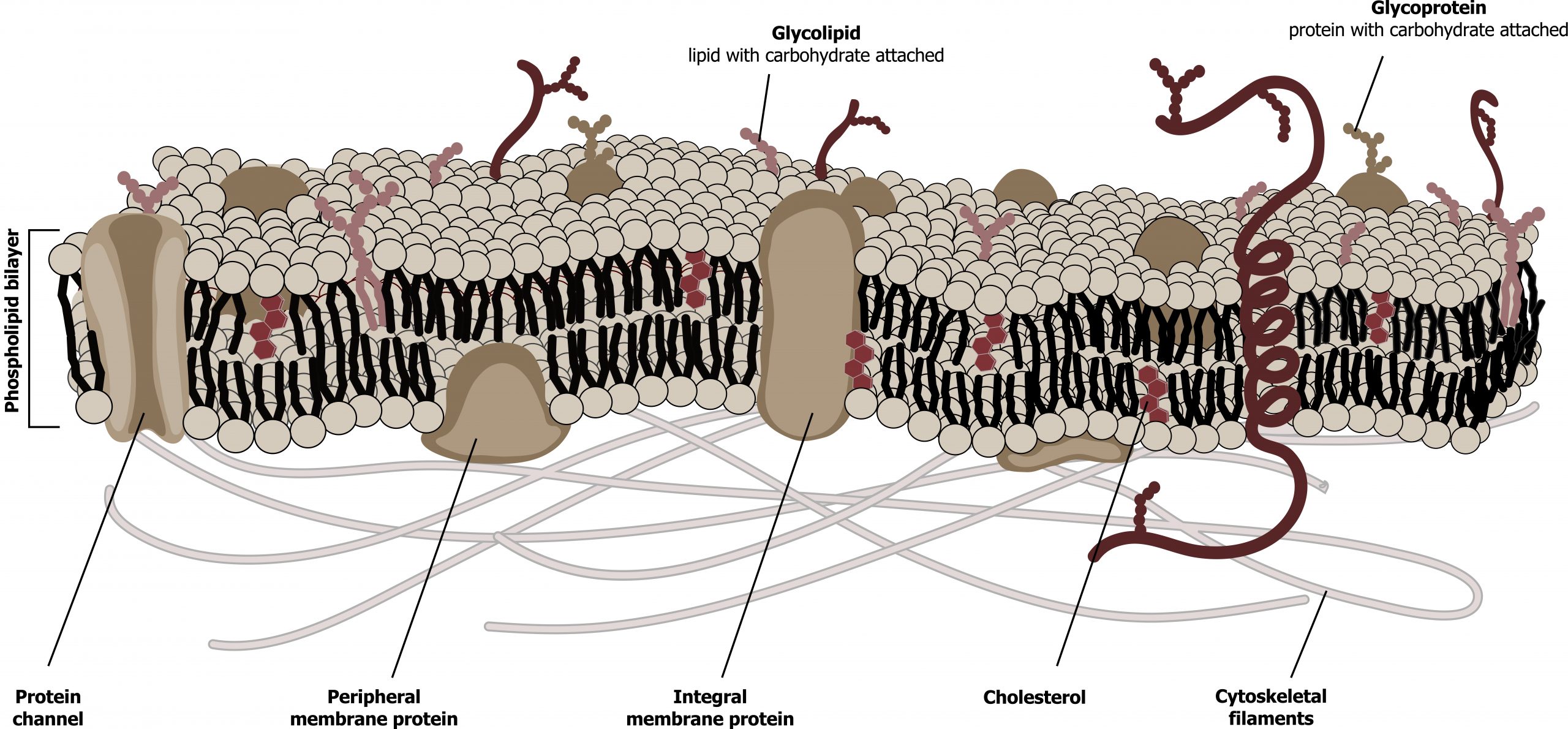 Plasma membrane is composed of the phospholipid bilayer with hydrophilic heads on the outside and hydrophobic tails on the inside. Cholesterol is bound between the phospholipids. Glycolipids, lipids with carbohydrates attached, and glycoproteins, proteins with carbohydrates attached, are bound to the extracellular side. Cytoskeletal filaments are bound to the intracellular side. There are transmembrane protein channels and integral membrane proteins and peripheral membrane proteins within the plasma membrane.