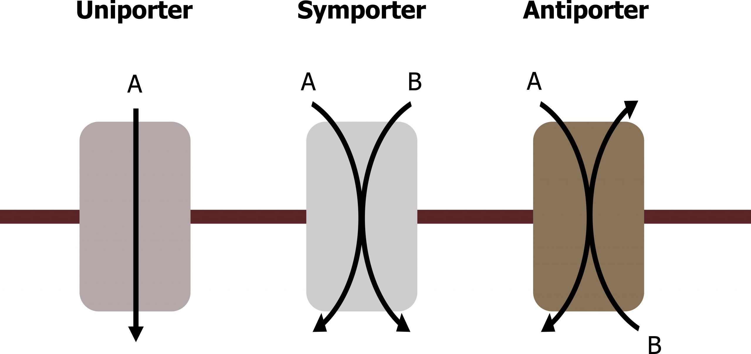 Uniporter: A moves in one direction. Symporter: A and B move in the same direction. Antiporter: A and B move in opposite directions.