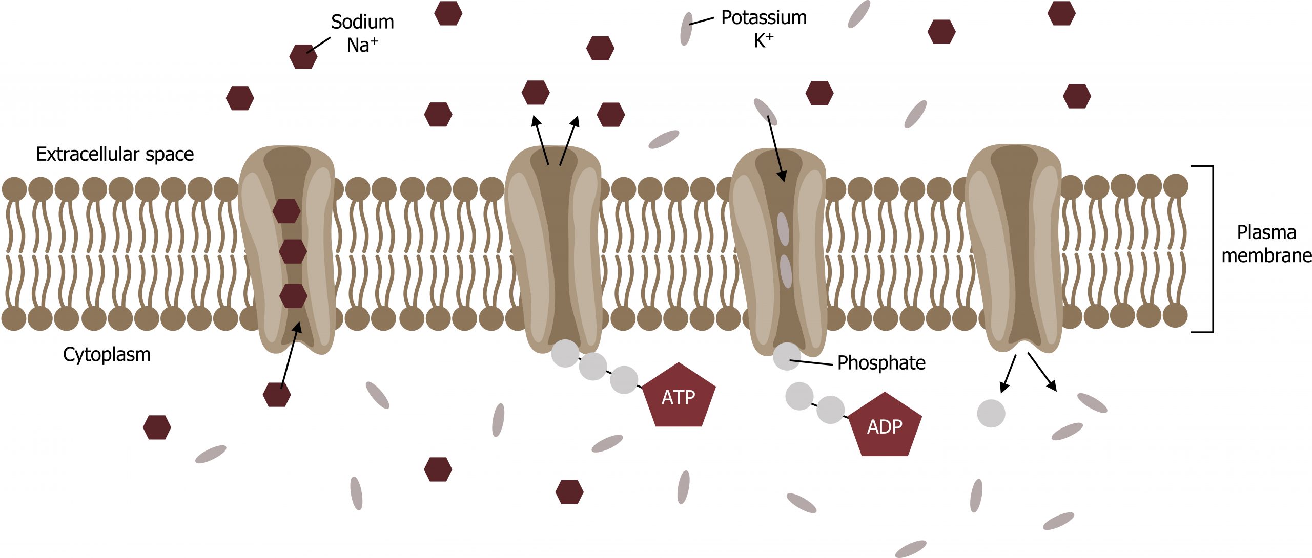 Plasma membrane separating extracellular fluid (top) from cytoplasm (bottom) with 4 Na+/K+ pumps. 1: Na+ moves up. 2: Na+ enters extracellular space and ATP binds on the cytoplasmic side. 3: A phosphate stays bound to the pump and ADP is released. K+ moves down. 4: K+ enters the cytoplasm.