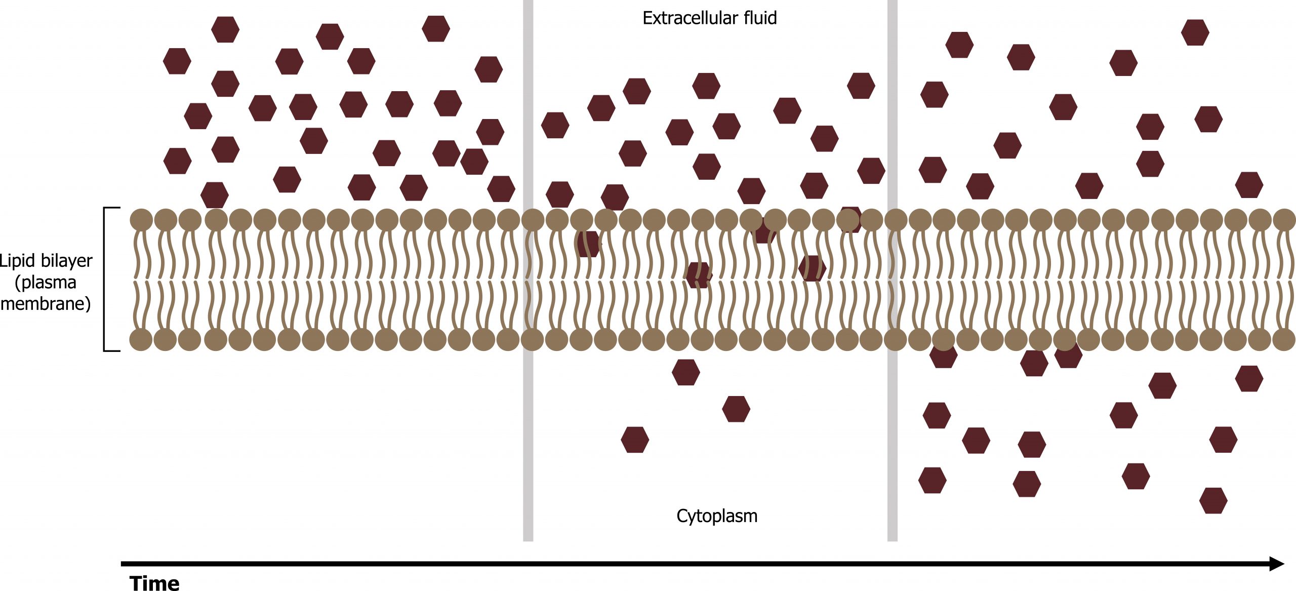 Lipid bilayer (plasma membrane) dividing extracellular fluid (top) from cytoplasm (bottom). At the beginning all particles are on the extracellular side. As time progresses they diffuse across the membrane until there is an equal concentration on both sides of the membrane.