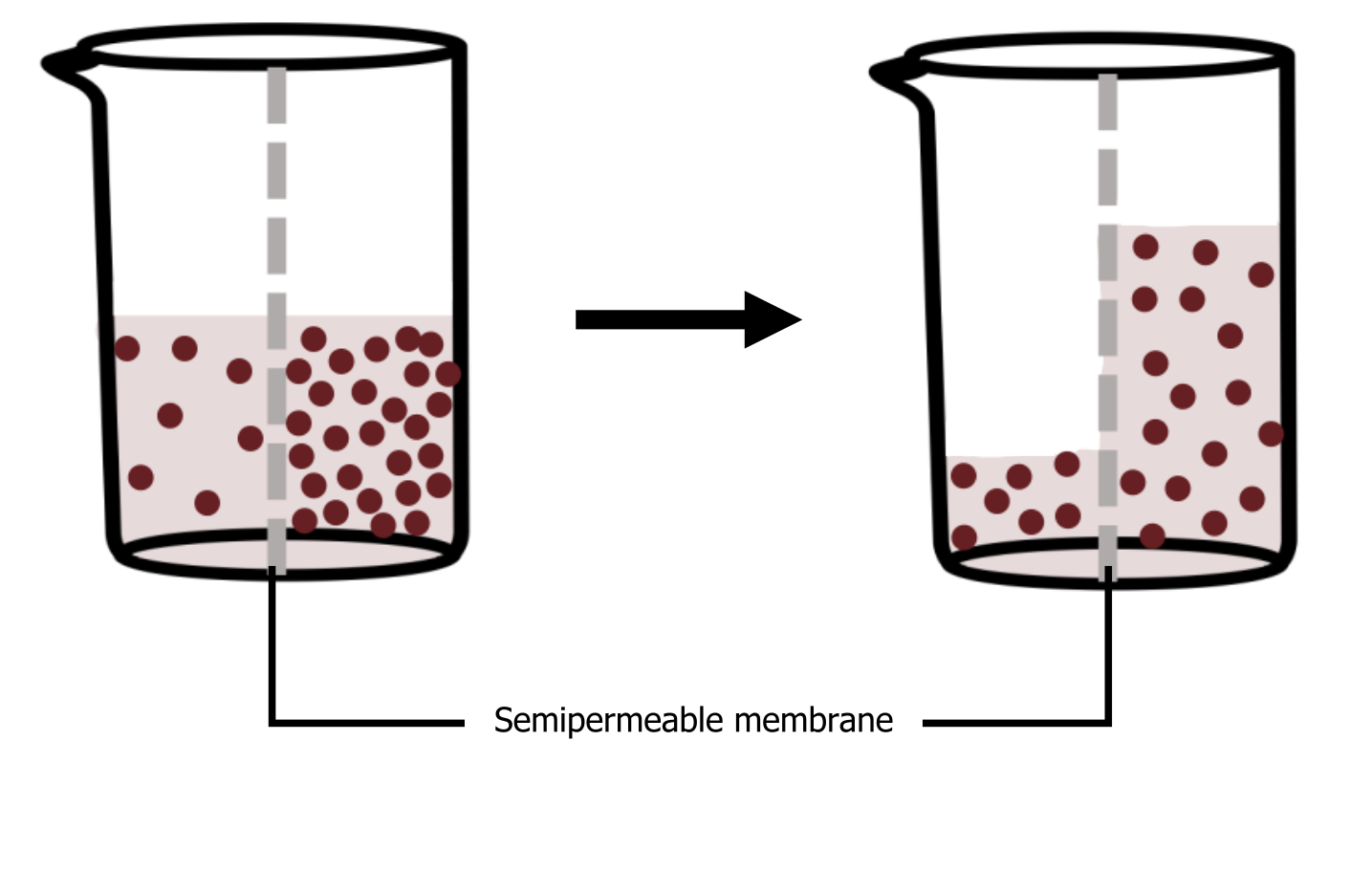 Beaker with a semi permeable membrane dividing it in half vertically. There is an equal amount of liquid in each half but the left has a lower concentration of particles than the right. Arrow to beaker with the left side having a third of the liquid as the right and both sides have equal concentrations of particles.