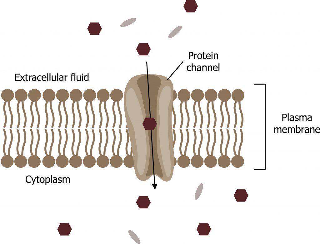 Plasma Membrane – Cell Biology, Genetics, and Biochemistry for Pre ...