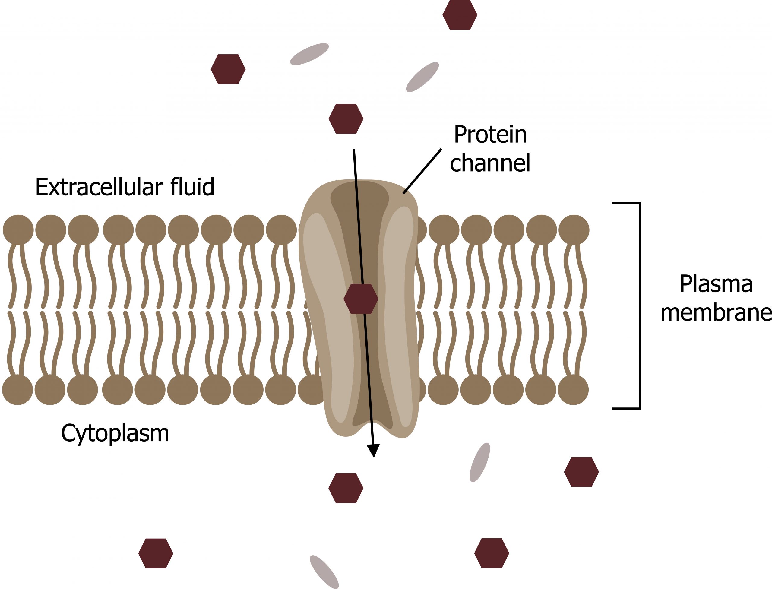 Plasma membrane separating the extracellular fluid (top) and cytoplasm (bottom). There is a transmembrane protein channel moving particles down.