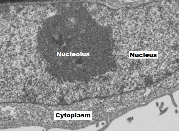 Large rectangular area labeled nucleus with a dark circle within labeled nucleolus. Around the nucleus is a defined line that separates it from the cytoplasm.