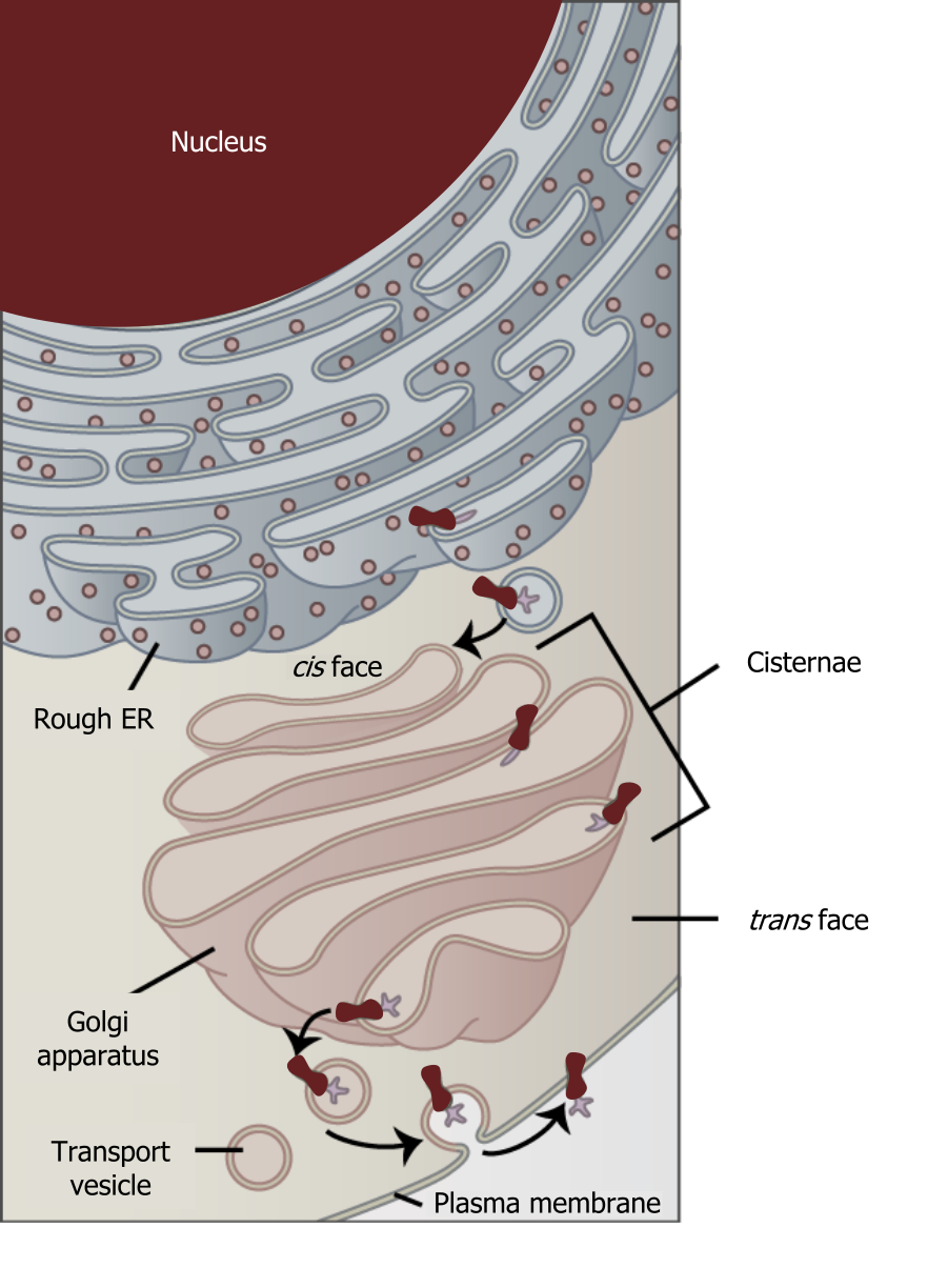 The nucleus is surrounded by the rough ER. The golgi apparatus is in front of the rough ER and is composed of 5 cisternae that are elongated oval shapes. The cis face is near the rough ER and the trans face is near the plasma membrane. A transport vesicle leaves the golgi apparatus and moves to the plasma membrane and exports contents.