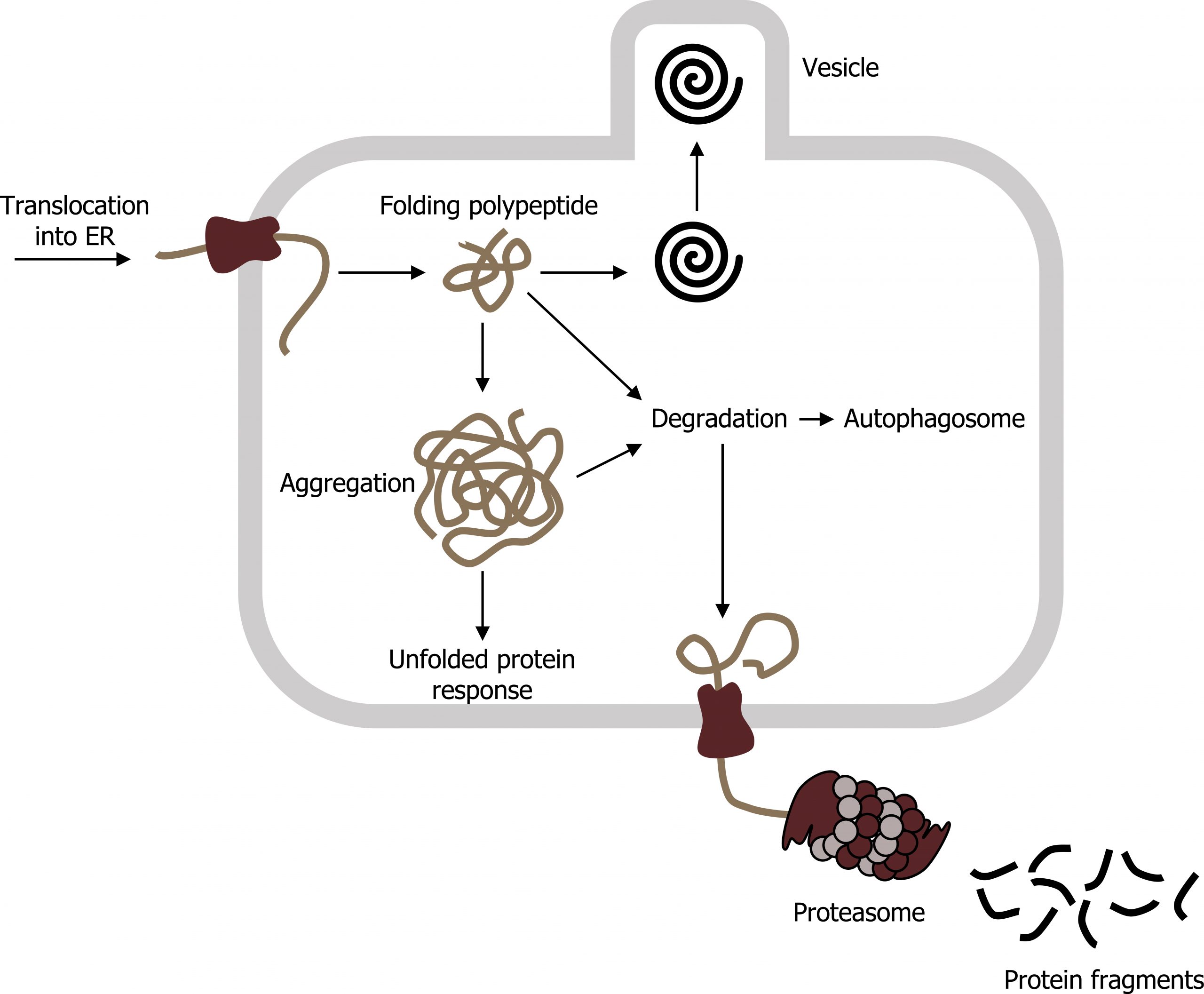 Translocation of protein with chaperone into the ER arrow folding polypeptide arrows to vesicle, aggregation, and degradation. Aggregation arrows unfolded protein response and degradation. Degradation arrow autophagosome. Degradation arrow to proteasome resulting in protein fragments outside of the ER.