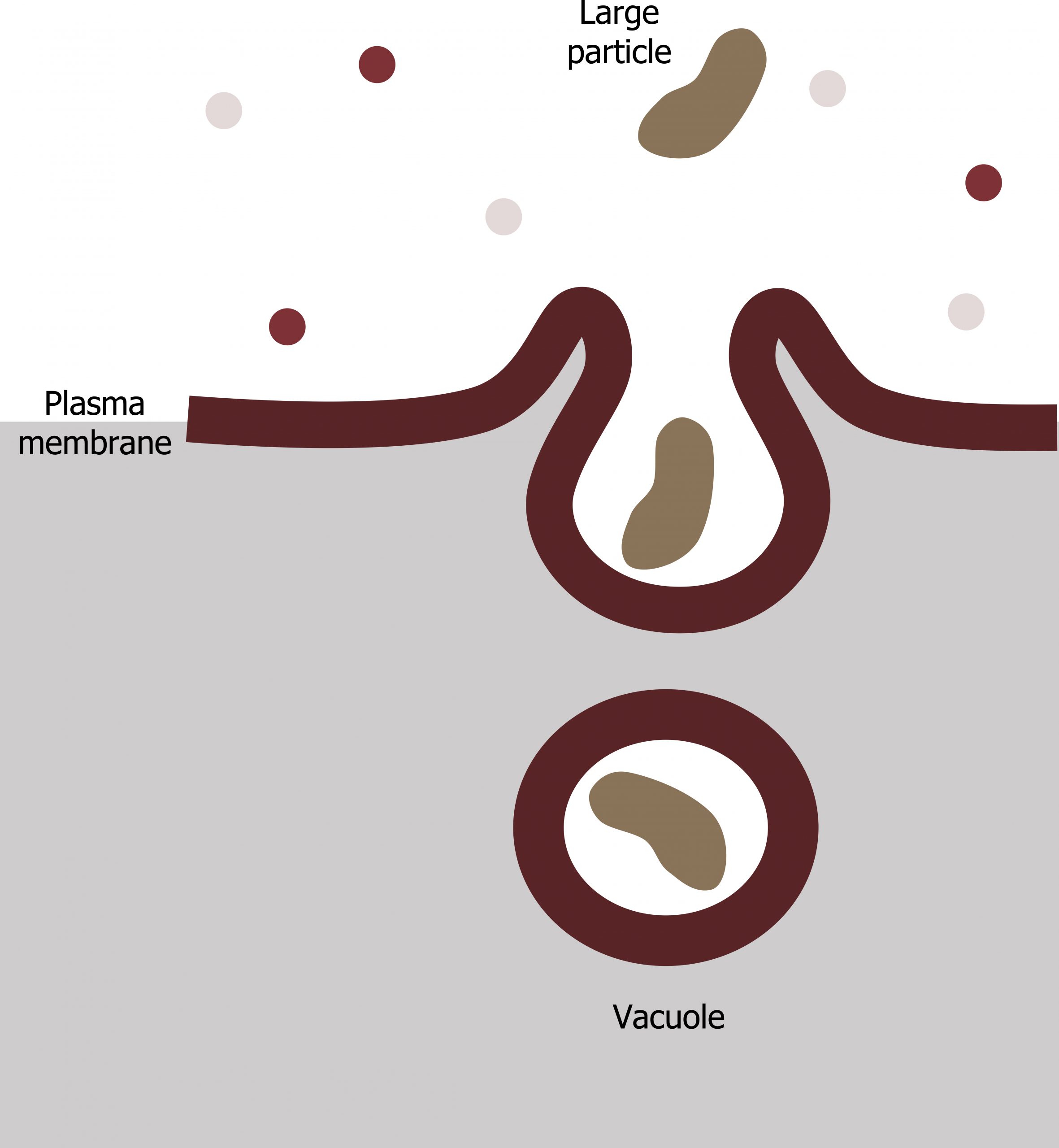 A large particle becomes engulfed by the plasma membrane and is then transported into the cell in a vacuole.