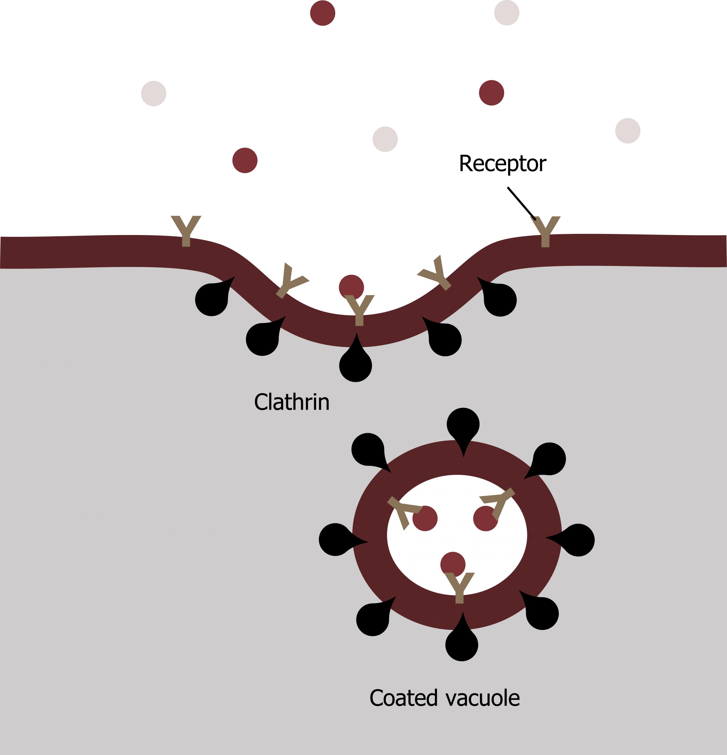 Particles bind to their receptors on the plasma membrane. Clathrin binds on the cytoplasmic side. The receptors and particles are engulfed by the plasma membrane and transported into the cell in a coated vacuole.