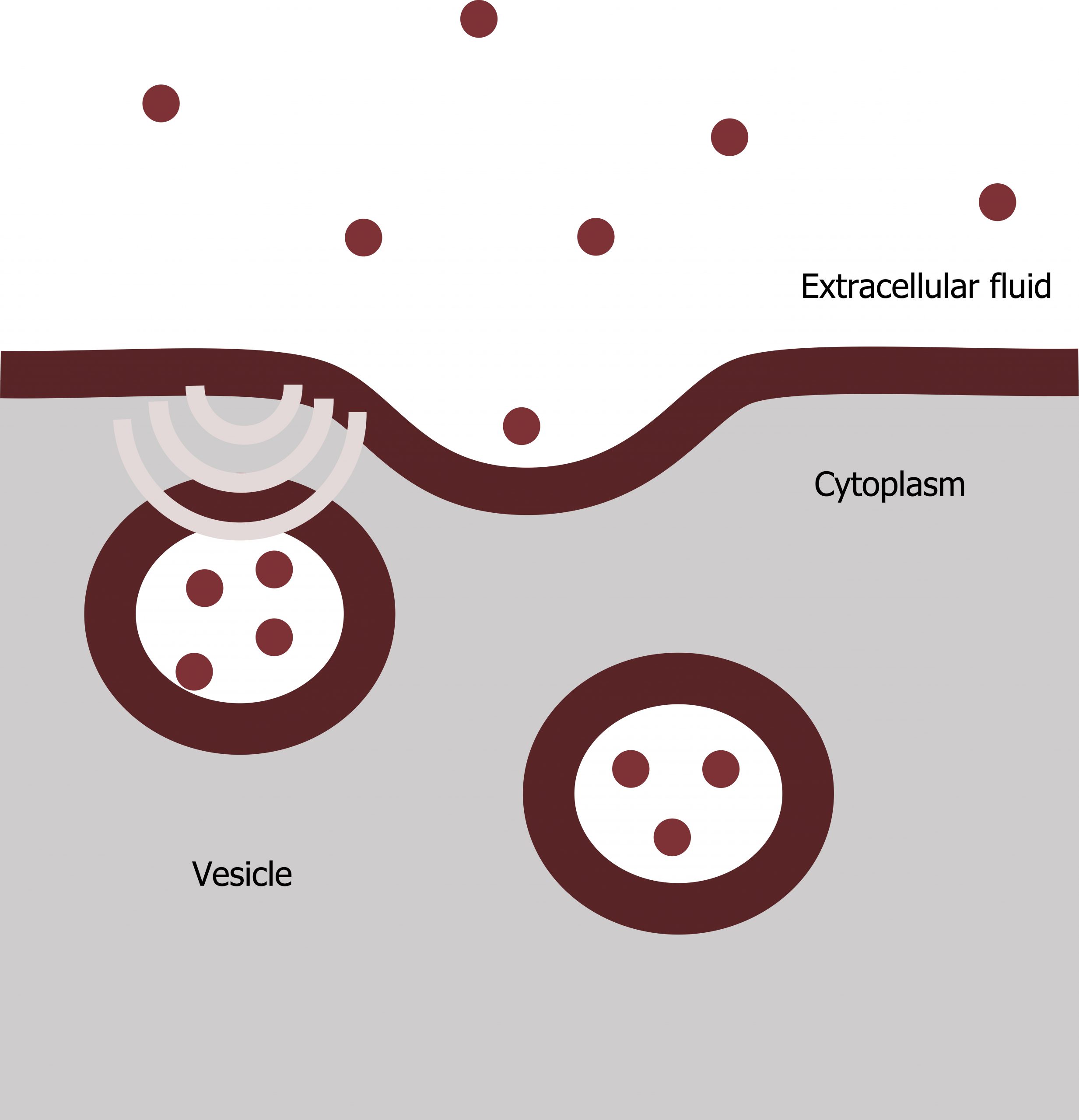 A vesicle containing particles fuses to the plasma membrane on the cytoplasmic side. The particles are released into the extracellular fluid.