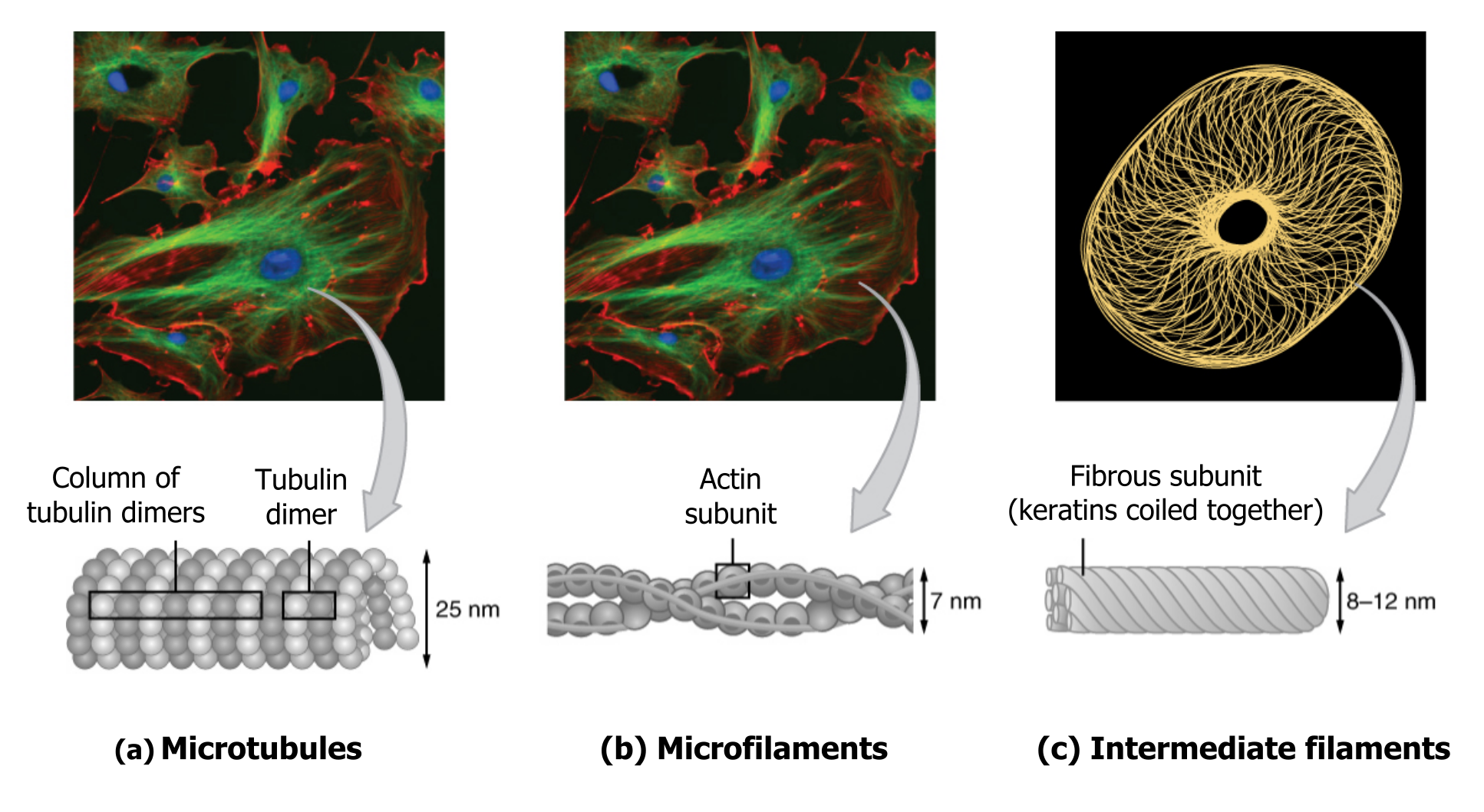 (a) Microtubules: Hollow cylindrical shape composed of many small spheres. Measures 25 nm tall. (b) Microfilaments: 2 strands of actin subunits, denoted by small spheres, twisted into a helix shape. Measures 7 nm tall. (c) Intermediate filaments: Fibrous subunit of keratins coiled together. Measures 8-12 nm tall.