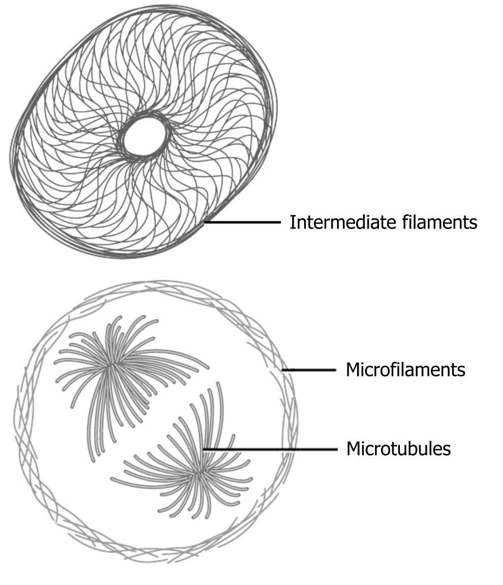 Intermediate filaments: Cross section showing large circle with central circle with no attachments. Filaments connected to the outer and inner circle in radial pattern. Microfilaments: Multiple small filaments overlapping in a large circle shape surrounding the microtubules. Microtubules: Multiple curved large filaments with a constricted site in the middle. Two microtubules mirroring each other within the microfilaments.
