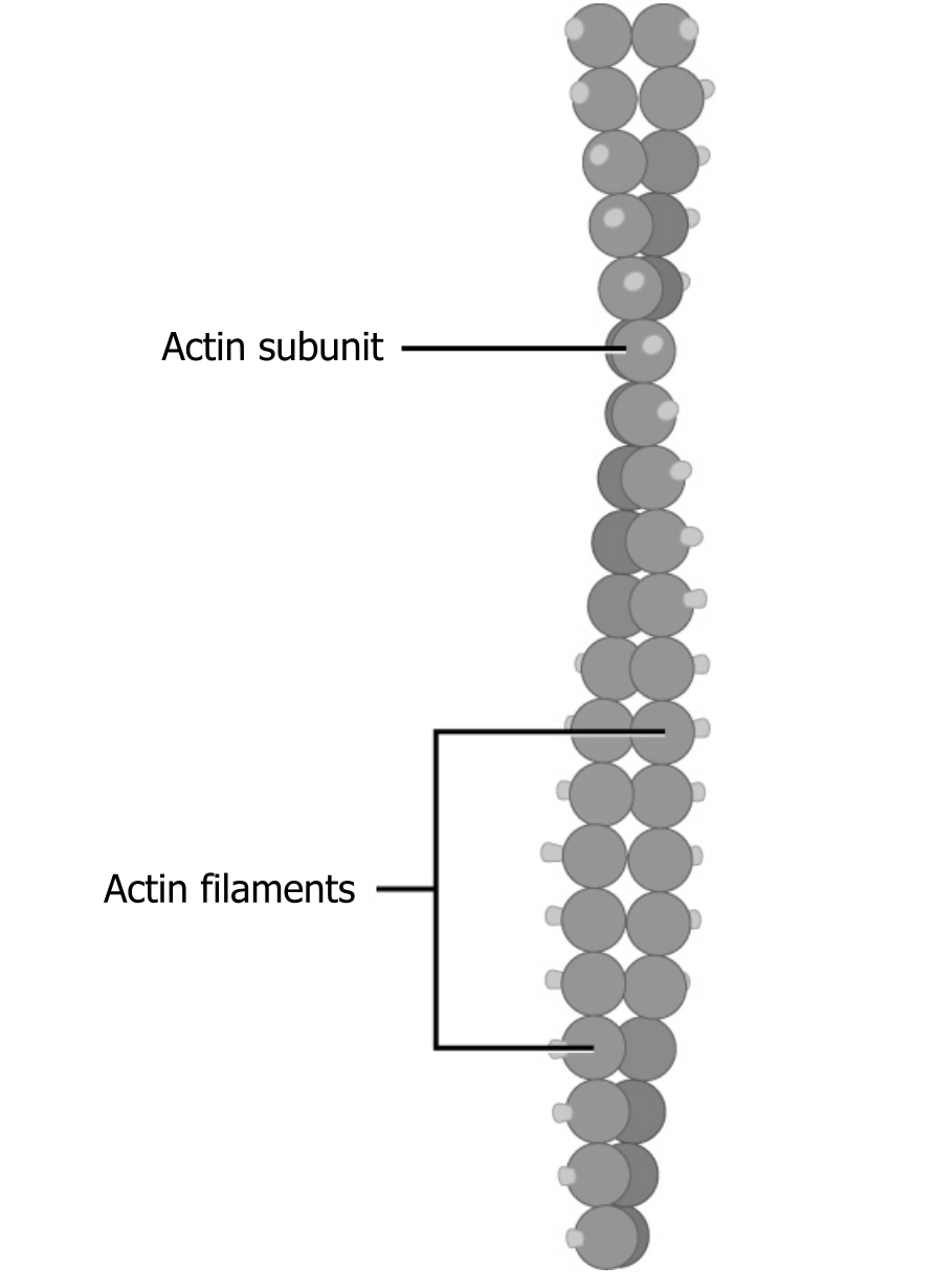 Two strands of actin filaments composed of actin subunits wound around each other.