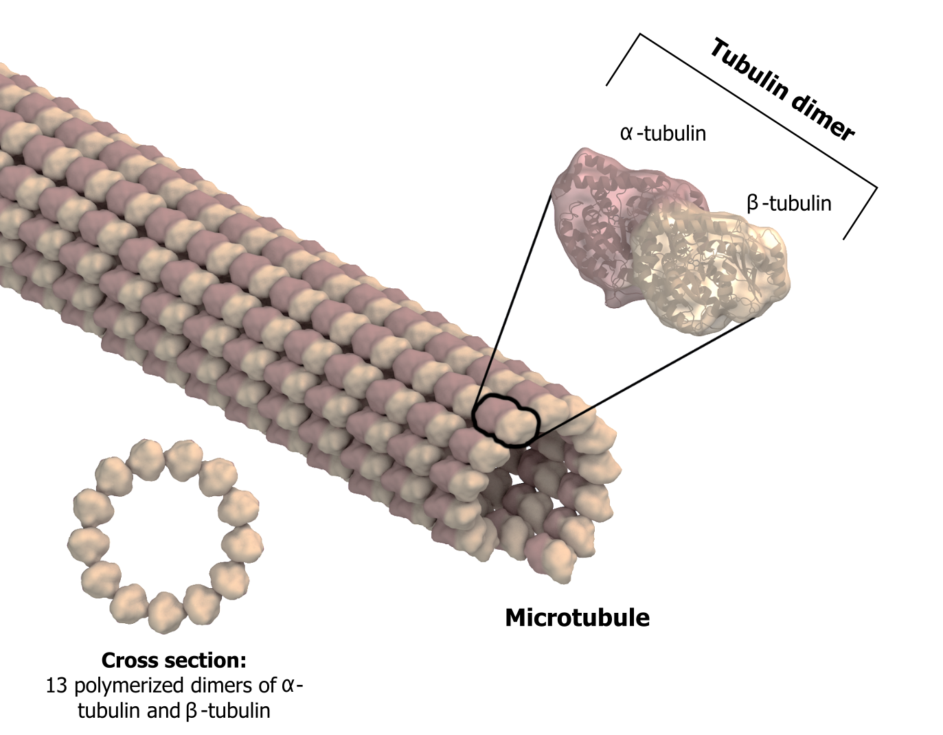 Microtubules, described in figure 18.1, are composed of α-tubulin and β-tubulin tubulin dimers. The cross section shows a circle composed of 13 polymerized dimers of α-tubulin and β-tubulin.