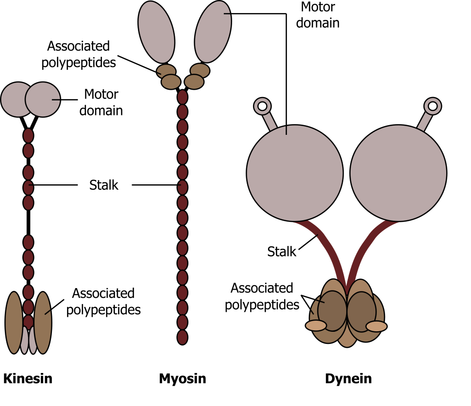 Kinesin: Associated polypeptides, 2 small and 2 large, at one end connected to the motor domain by a stalk. The motor domain has two circles connected individually to the stalk. Myosin: A stalk connected to 2 branches containing 2 associated polypeptides and an oval shaped motor domain. Dynein: 9 Associated polypeptides of varying sizes, connected to two stalks with large circular motor domains with a small rectangle and circle attached.