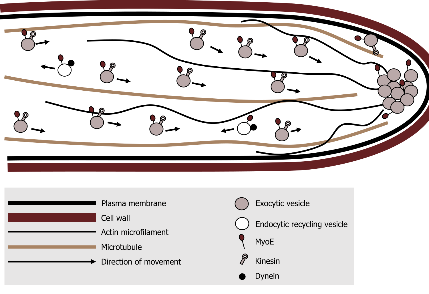 Cell with cell wall and plasma membrane on the outside and microtubules and actin microfilaments horizontally in the cell. Exocytic vesicles with MyoE and kinesin are moving to the right and forming a pile without bound kinesin. Endocytic recycling vesicles with dynein and MyoE are moving to the left.