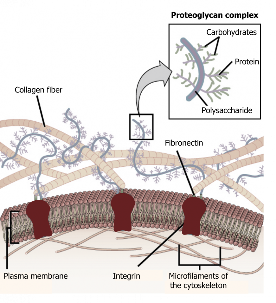 Extracellular Matrix – Cell Biology, Genetics, and Biochemistry for Pre ...