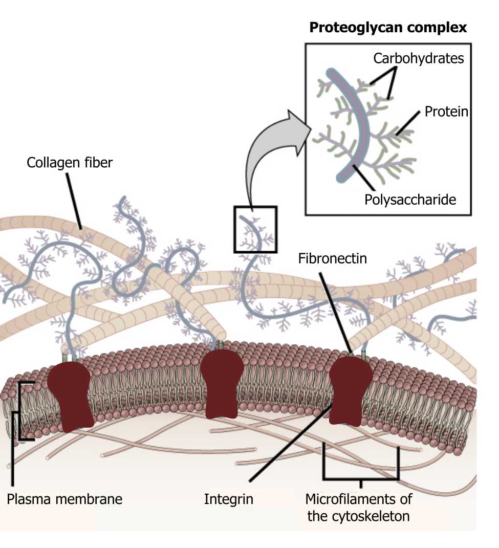 Plasma membrane with 3 transmembrane integrins. Microfilaments of the cytoskeleton are bound to the cytoplasmic side. Collagen fibers and fibronectins are bound to the extracellular side. The proteoglycan complex consists of a polysaccharide stem with multiple branched proteins with carbohydrates.