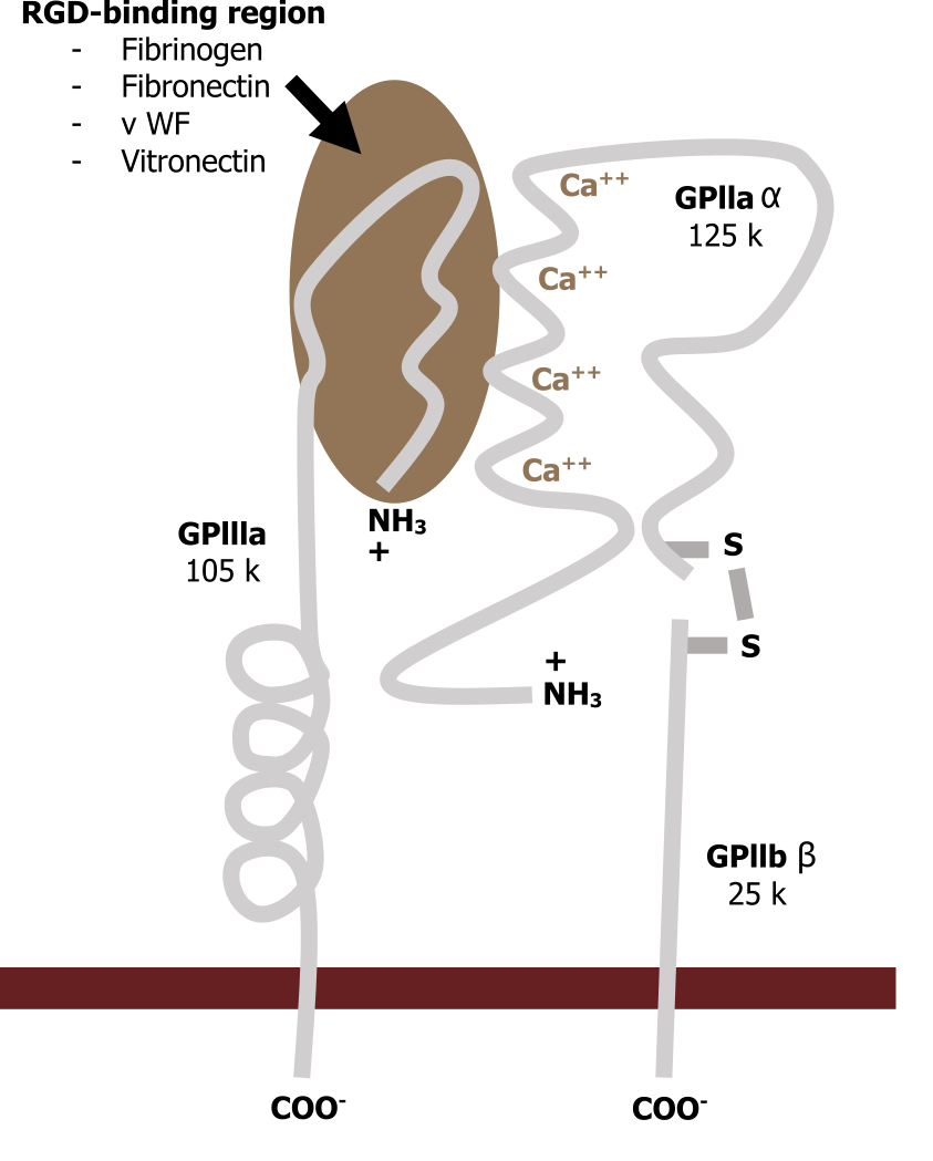 COO- domain connected to 4 loops labeled GPIIIa 105 k that feed into the RGD-binding region and end at the bottom NH3+. RGD-binding region: Fibrinogen, fibronectin, v WF, vitronectin. A second COO- domain labeled GPIIb β 25 k, disulfide bridge, loop labeled GPIIa α, multiple loops with Ca2+ touching the RGD-binding region and looping down to NH3+.