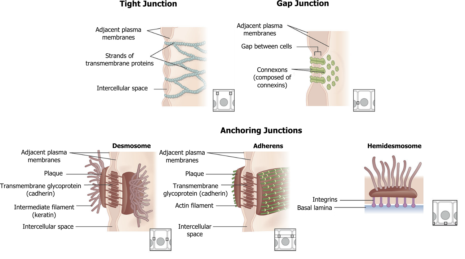 Tight junction: Adjacent plasma membranes, strands of transmembrane proteins, intracellular space. Gap junction: Adjacent plasma membranes, gap between cells, connexons (composed of connexins). Anchoring junctions; Desmosome: Adjacent plasma membranes, plaque, transmembrane glycoprotein (cadherin), intermediate filament (keratin), intercellular space. Adherens: Adjacent plasma membranes, plaque, transmembrane glycoprotein (cadherin), actin filament, intracellular space. Hemidesmosome: integrins, basal lamina.