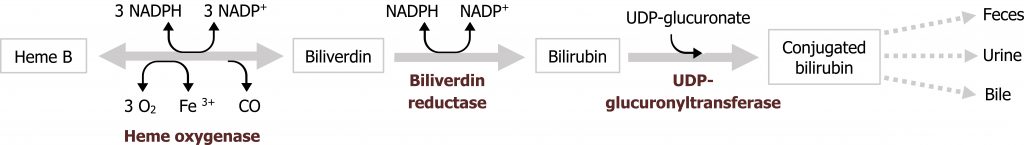 Heme B bidirectional arrow with enzyme heme oxygenase and the top of the arrow has 3 NADPH bidirectional arrow 3 NADP+ and the bottom of the arrow has 3 O2 bidirectional arrow Fe3+ and loss of CO to biliverdin arrow with enzyme biliverdin reductase and NADPH arrow NADP+ to bilirubin arrow with enzyme UDP-glucuronyltransferase with the addition of UDP-glucuronate to conjugated bilirubin arrows to feces, urine, bile.