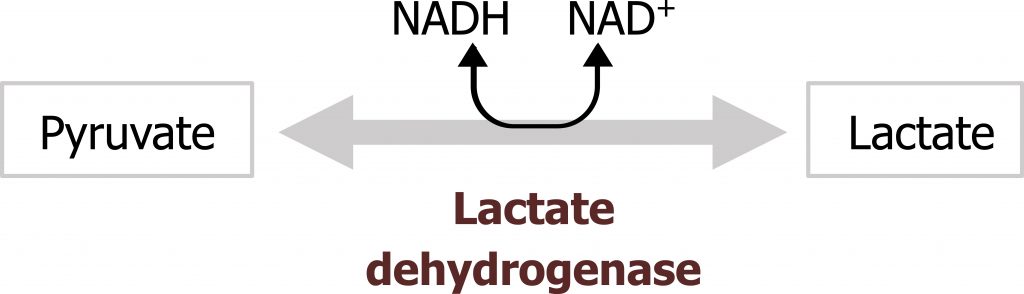 Pyruvate bidirectional arrow with enzyme lactate dehydrogenase and NADH bidirectional arrow NAD+ to lactate.