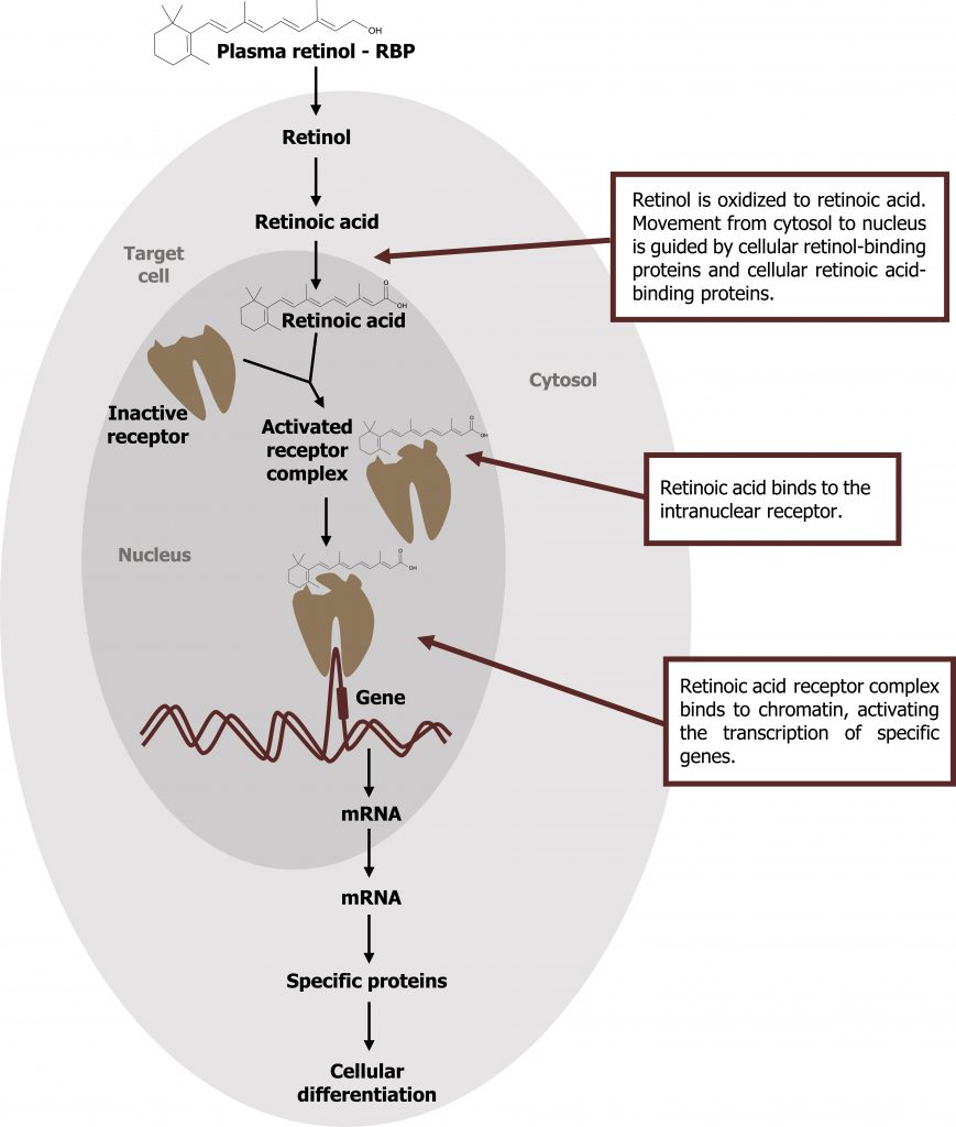 The target cell cytosol is a large circle and contains the nucleus as a small circle. Plasma retinol or (2E,4E,6E,8E)-3,7-dimethyl-9-(2,6,6-trimethylcylcohexen-1-yl)nona-2,4,6,8-tetraen-1-ol is shown outside of the cell and transitions to retinol and then retinoic acid within the cytosol of the target cell. There is a text box after retinoic acid that states “Retinol is oxidized to retinoic acid. Movement from cytosol to nucleus is guided by cellular retinol-binding proteins and cellular retinoic acid-binding proteins''. Then retinoic acid or (2E,4E,6E,8E)-3,7-dimethyl-9-(2,6,6-trimethylcylochexen-1-yl)nona-2,4,6,8-tetraenoic acid is shown in the nucleus and combines with the inactive receptor to form the activated receptor complex, to gene, to mRNA. There is a text box pointing to the activated receptor complex that states “Retinoic acid binds to the intranuclear receptor”. There is a textbox pointing to the gene that states “Retinoic acid receptor complex binds to chromatin, activating the transcription of specific genes”. The mRNA moves into the cytosol and transitions to specific proteins to cellular differentiation.