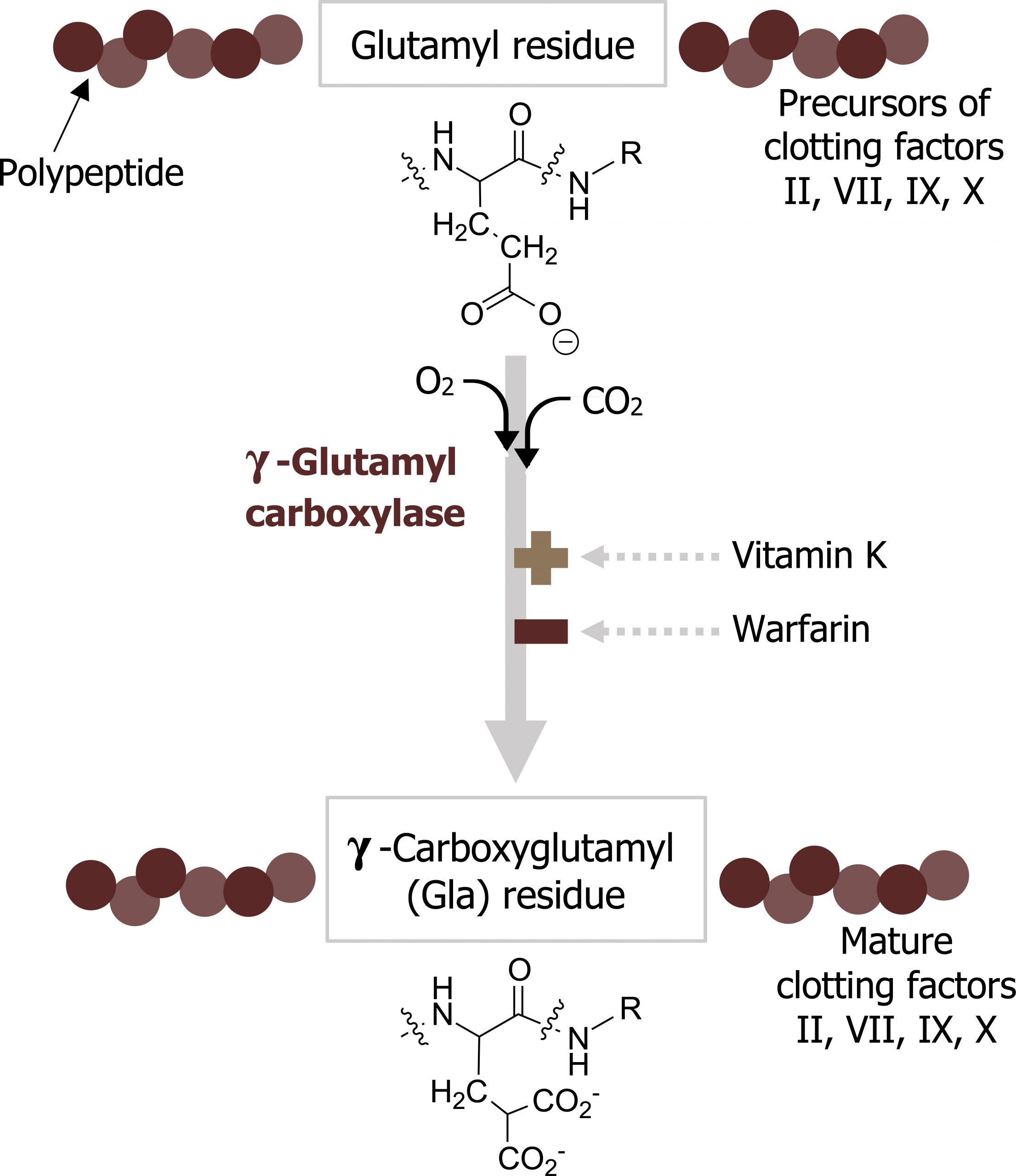 Glutamyl residue with a polypeptide to the left and precursors of clotting factors II, VII, IX, X to the right. Arrow with enzyme γ-glutamyl carboxylase and addition of O2 and CO2 to γ-carboxyglutamyl (Gla) residue with a polypeptide to the left and mature clotting factors II, VII, IX, X to the right. Vitamin K activates and warfarin inhibits the reaction.