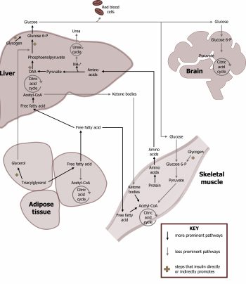 Fed and Fasted State – Cell Biology, Genetics, and Biochemistry for Pre ...