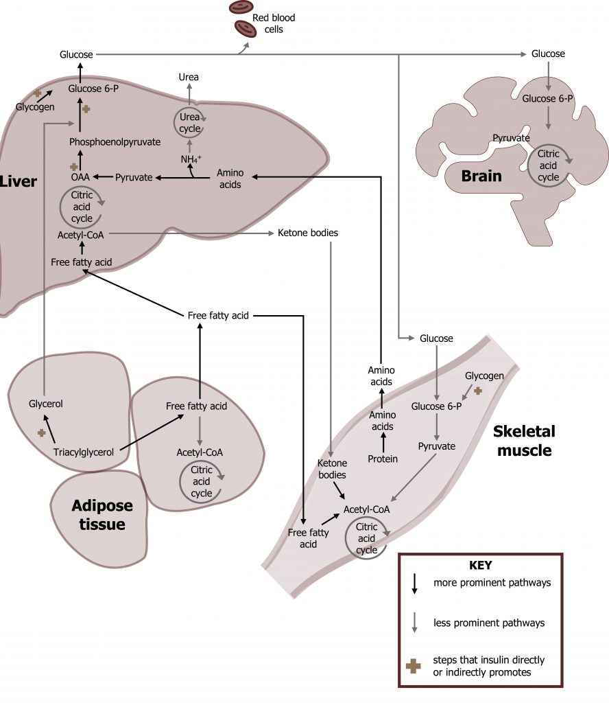 Fed And Fasted State – Cell Biology, Genetics, And Biochemistry For Pre ...