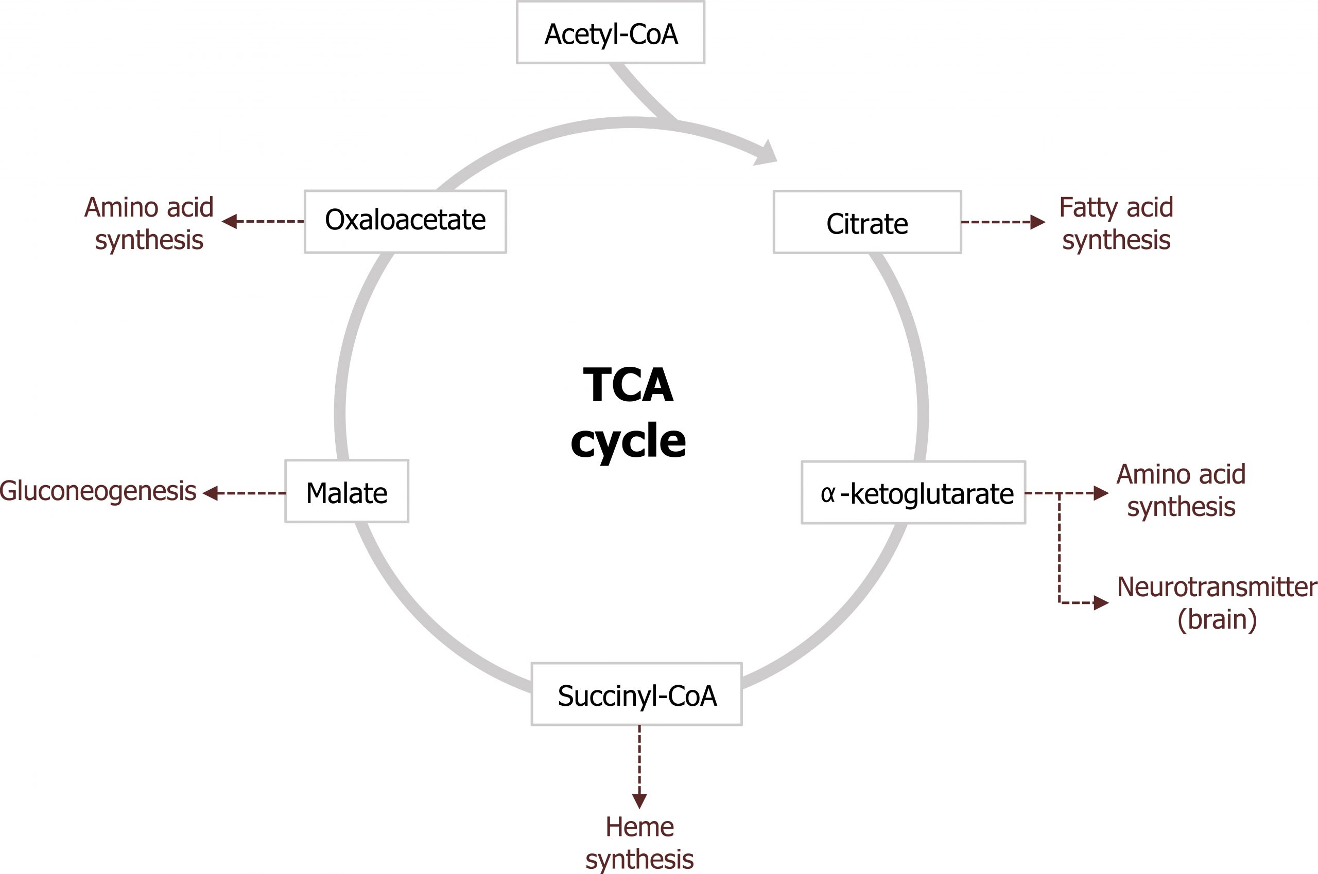 Acetyl-CoA enters the TCA cycle arrow citrate arrow α-ketoglutarate arrow succinyl-CoA arrow malate arrow oxaloacetate arrow citrate. Citrate arrow fatty acid synthesis. Α-ketoglutarate arrow amino acid synthesis and neurotransmitter (brain). Succinyl-CoA arrow heme synthesis. Malate arrow gluconeogenesis. Oxaloacetate arrow amino acid synthesis.