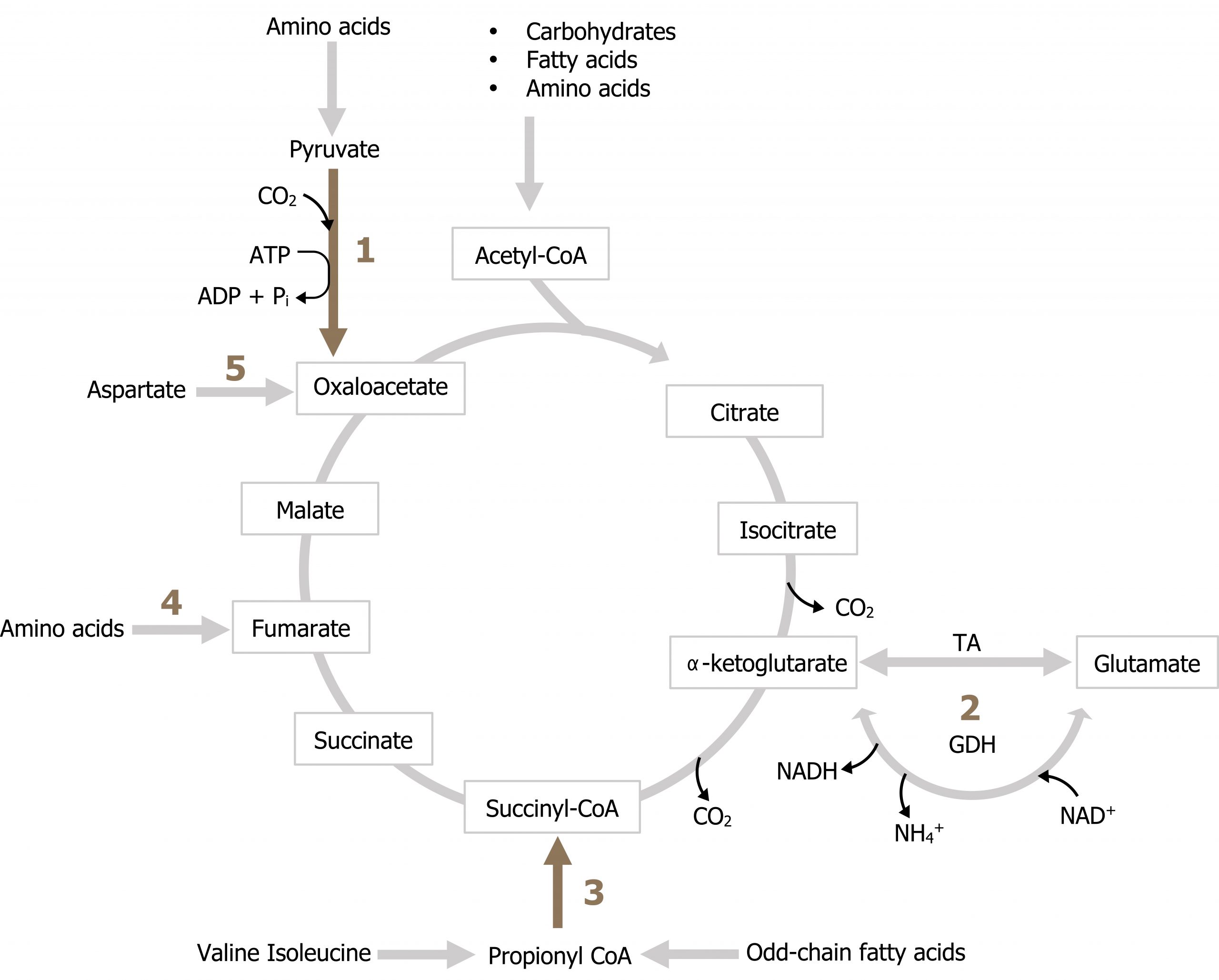 Carbohydrates, fatty acids, amino acids arrow acetyl-CoA into the TCA cycle as described in figure 4.10. 1: Amino acids arrow pyruvate, CO2, ATP arrow oxaloacetate, ADP, Pi. 2: Α-ketoglutarate bidirectional arrow with TA glutamate. Second bidirectional arrow with GDH add NAD+, lose NADH, NH4+. 3: Valine isoleucine and odd chain fatty acids arrows propionyl-coA arrow succinyl-CoA. 4: Amino acids arrow fumarate.