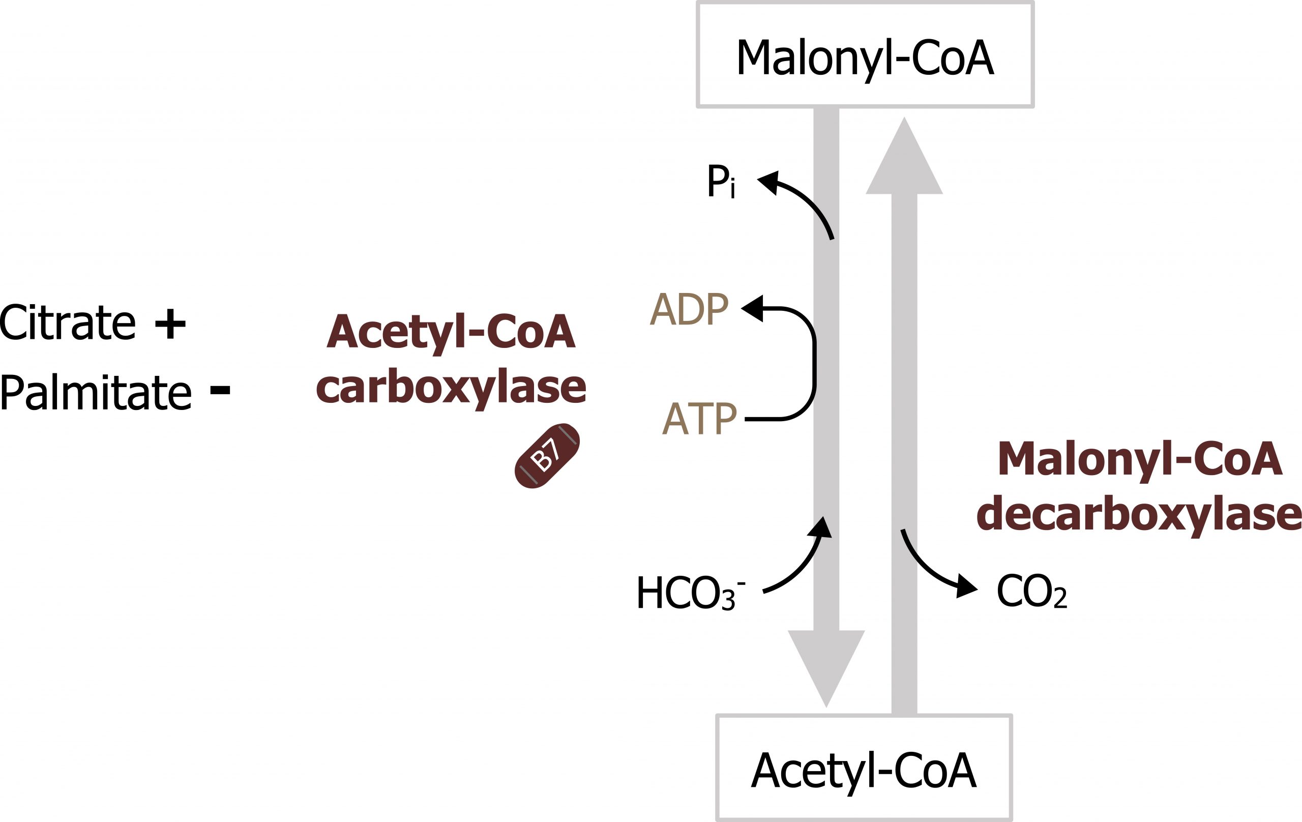 Acetyl CoA upward arrow with enzyme Malonyl CoA decarboxylase and loss of CO2 to Malonyl CoA. Malonyl CoA downward arrow with enzyme acetyl-CoA carboxylase, loss of Pi, ATP arrow ADP, addition of HCO3- to Acetyl CoA. Citrate excites and palmitate inhibits Acetyl-CoA carboxylase.