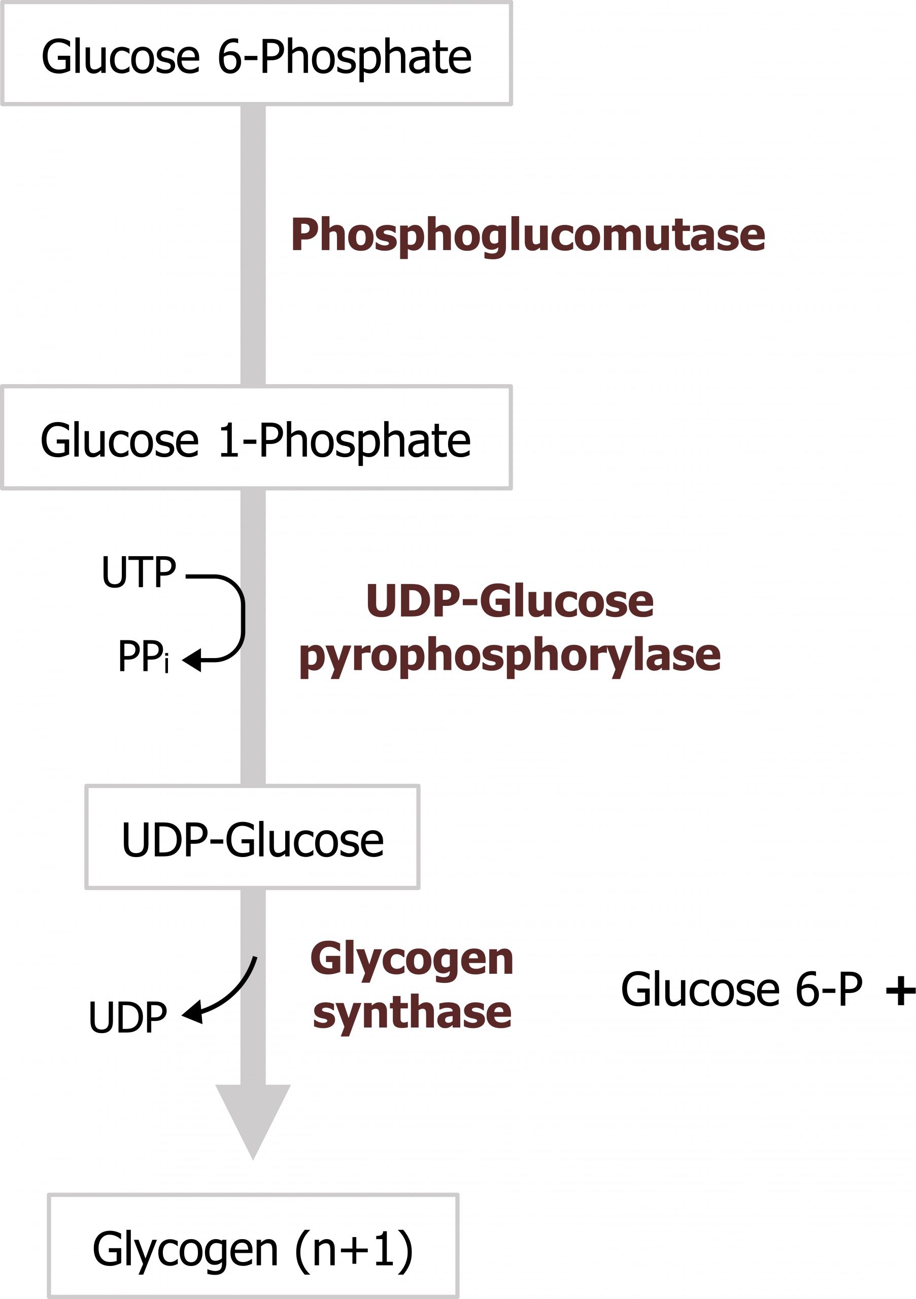 Glucose 6-Phosphate arrow with enzyme phosphoglucomutase to glucose 1-phosphate arrow with UTP arrow PPi and enzyme UDP-glucose pyrophosphorylase to UDP-glucose arrow with loss of UDP and enzyme glycogen synthase to glycogen (n+1). Glucose 6-P excites glycogen synthase.