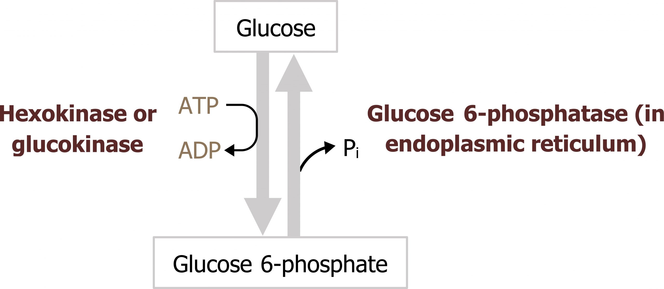 Glucose arrow with enzyme hexokinase or glucokinase and ATP arrow ADP to glucose 6-phosphate. Glucose 6-phosphate arrow with enzyme Glucose 6-phosphate (in endoplasmic reticulum) with loss of Pi to glucose.