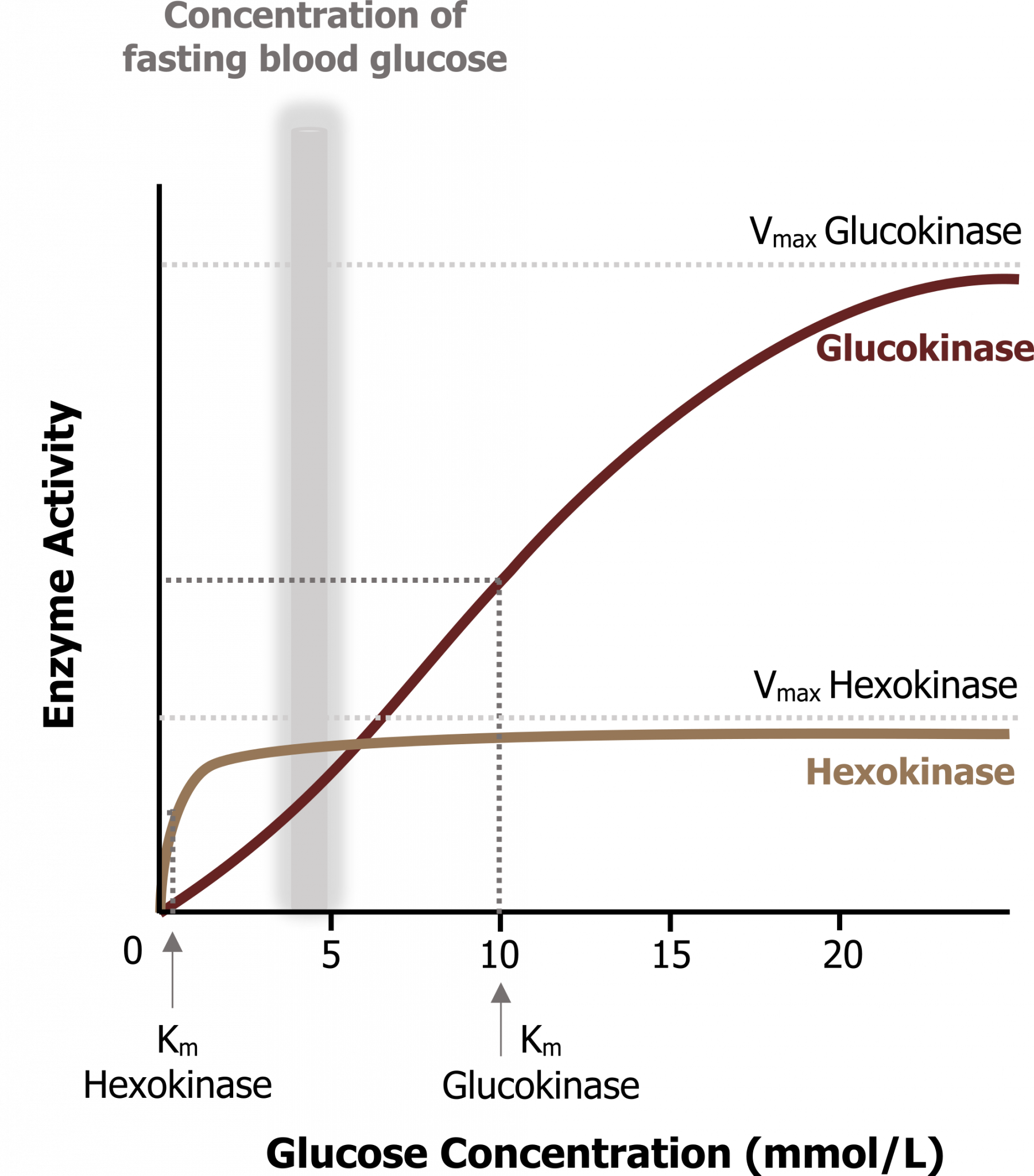 Fuel for Now Cell Biology, and Biochemistry for Pre