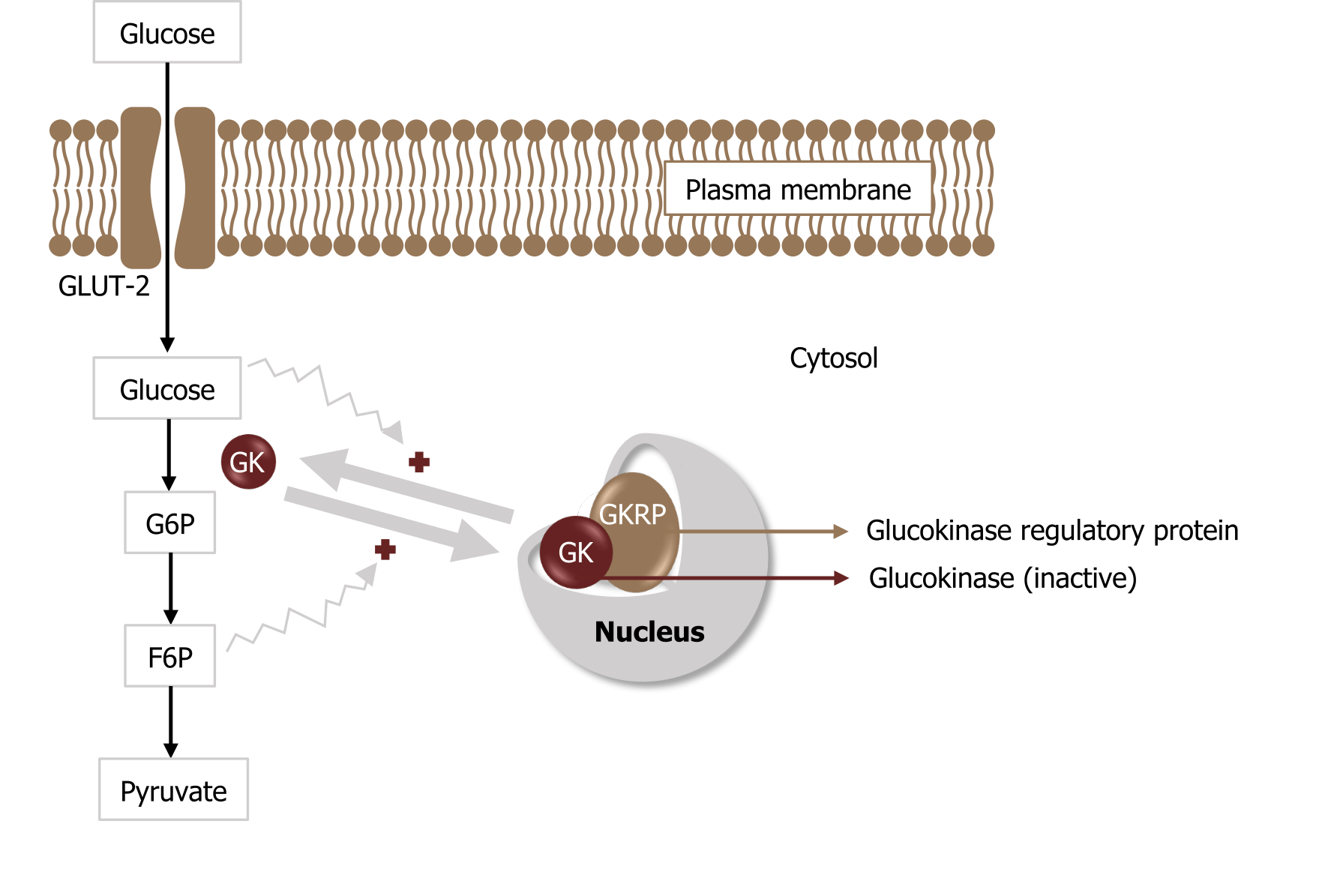 Glucose passes through the plasma membrane through the GLUT-2 channel. In the cytosol, glucose arrow G6P arrow F6P arrow pyruvate. Glucokinase (inactive) and Glucokinase regulatory protein pictured in a nucleus with bidirectional arrows pointing to free GK in between glucose and G6P. Glucose activates the reaction from bound to free GK and F6P activates the reaction from free to bound GK.