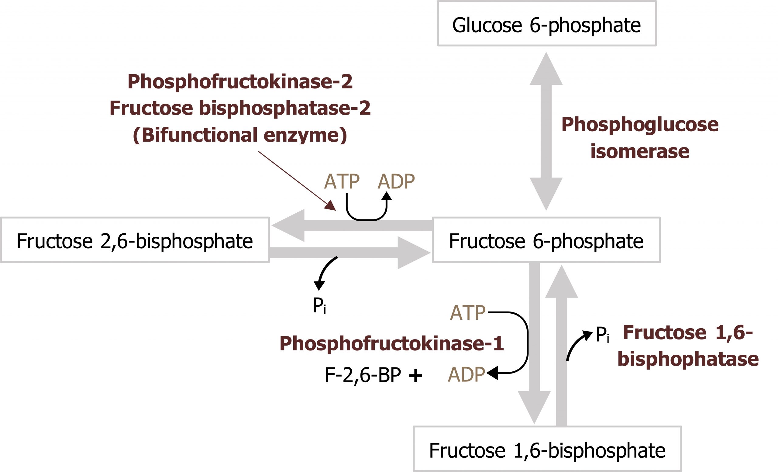 Glucose 6-phosphate bidirectional arrow with enzyme phosphoglucose isomerase to fructose 6-phosphate bidirectional arrow fructose 1,6-bisphosphate. Fructose 6-phosphate forward arrow with enzyme phosphofructokinase-1 and ATP arrow ADP to fructose 1,6-bisphosphate. F-2, 6-BP +. Fructose 1,6-bisphosphate backwards arrow with enzyme fructose 1,6-bisphosphate and loss of Pi to fructose 6-phosphate. Fructose 6-phosphate forward arrow with enzyme phosphofructokinase-2 fructose bisphosphatase-2 (bifunctional enzyme) and ATP arrow ADP to fructose 2,6-bisphosphate. Fructose 2,6-bisphosphate backwards arrow with loss of Pi to fructose 6-phosphate.