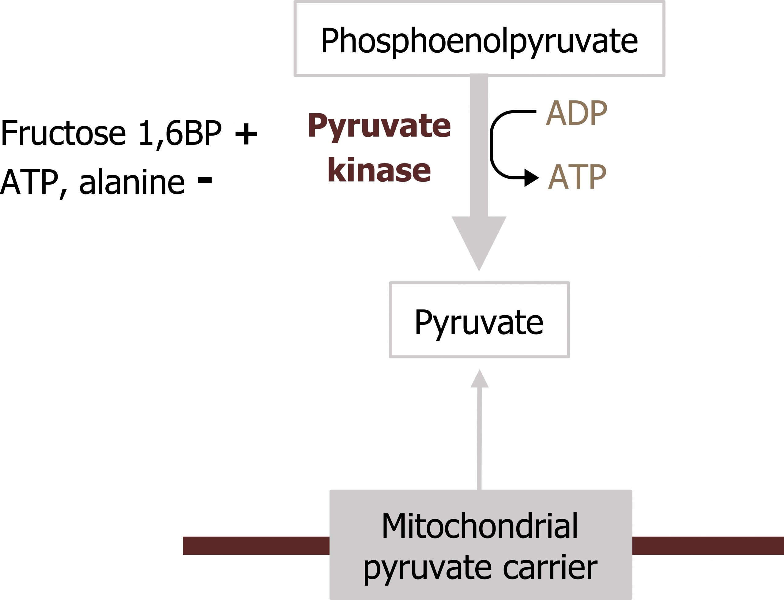 Phosphoenolpyruvate forward arrow with enzyme pyruvate kinase and ADP arrow ATP to pyruvate. Mitochondrial pyruvate carrier forward arrow pyruvate. Fructose 1,6BP activates pyruvate kinase. ADP and alanine inhibits pyruvate kinase.