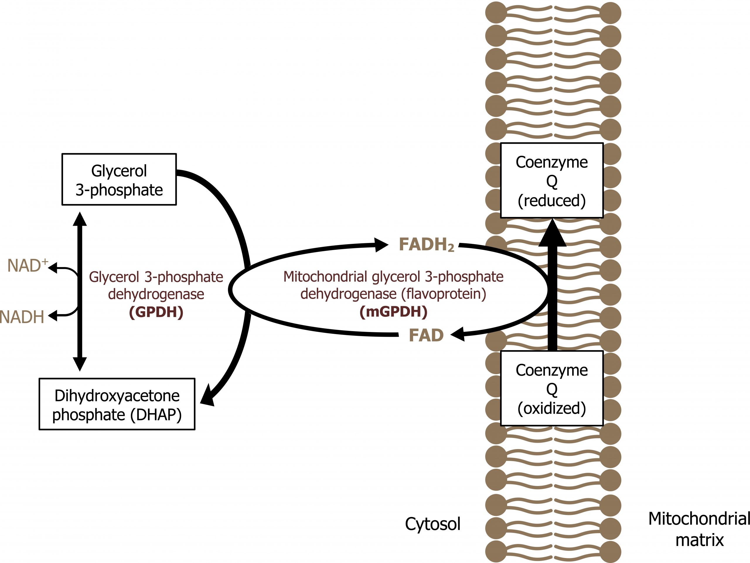 Left: Glycerol 3-phosphate bidirectional arrow with enzyme glycerol 3-phosphate dehydrogenase (GPDH) and NADH bidirectional arrow NAD+ to dihydroxyacetone phosphate (DHAP). Glycerol 3-phosphate second arrow to DHAP. Right: A vertical plasma membrane separating the cytosol (left) and mitochondrial matrix (right) with Coenzyme Q (oxidized) arrow pointing up to Coenzyme Q (reduced). Middle: Clockwise circular arrows between FADH2 and FAD with enzyme mitochondrial glycerol 3-phosphate dehydrogenase (flavoprotein) (mGPDH). The circular arrows are touching the second arrow from glycerol 3-phosphate to DHAP and the arrow between oxidized and reduced coenzyme Q.