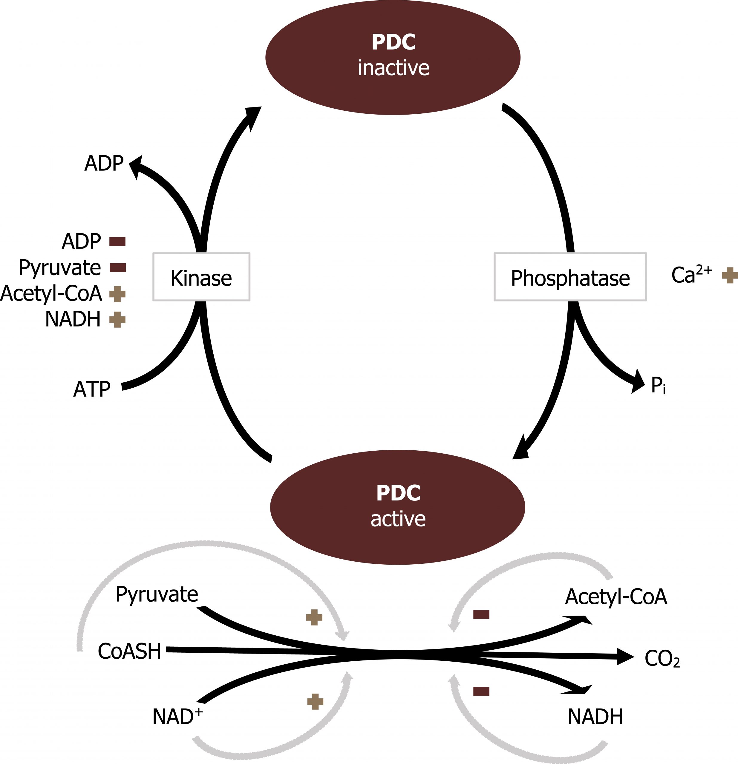 PDC inactive arrow phosphatase arrow PDC active arrow kinase, ATP arrow PDC inactive, ADP. Pi leaves between phosphatase and PDC active. Calcium activates phosphatase. NADH and acetyl-CoA activate kinase. Pyruvate and ADP inhibit kinase. Under PDC active, coASH to CO2. Pyruvate and NAD+ activate and acetyl-CoA and NADH inhibit.