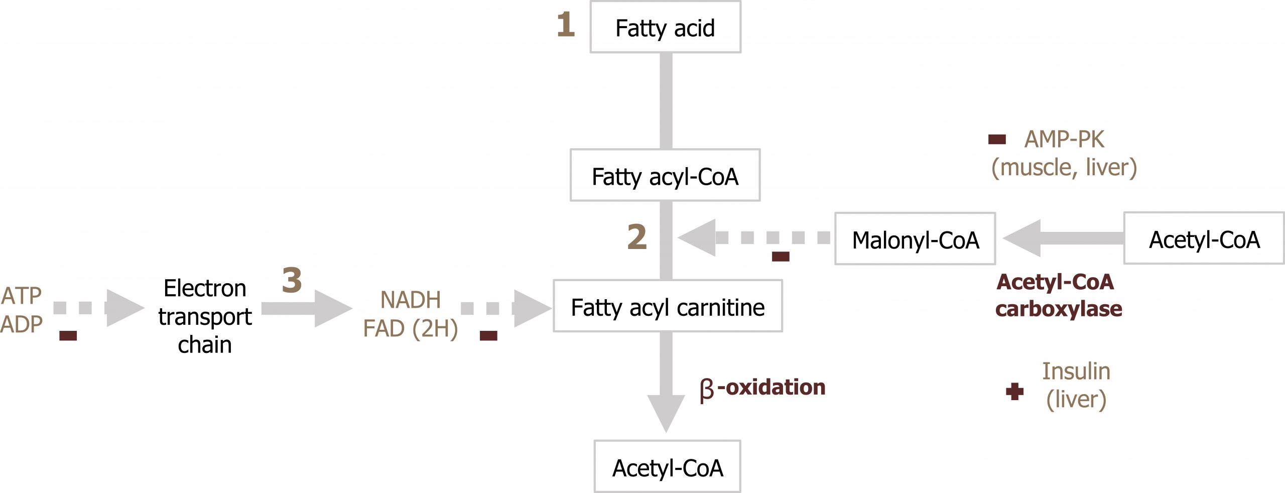 1: Fatty acid down arrow to fatty acyl-CoA arrow fatty acyl carnitine arrow with text β-oxidation to acetyl-CoA. 2: Acetyl-CoA left arrow with enzyme acetyl-CoA carboxylase to malonyl-CoA arrow in between fatty acyl-CoA and fatty acyl carnitine. AMP-PK (muscle, liver) inhibits and insulin (liver) activates acetyl-CoA carboxylase 3: ATP right arrow to electron transport chain arrow NADH arrow fatty acyl carnitine. ADP and FAD(2H) inhibit pathway.