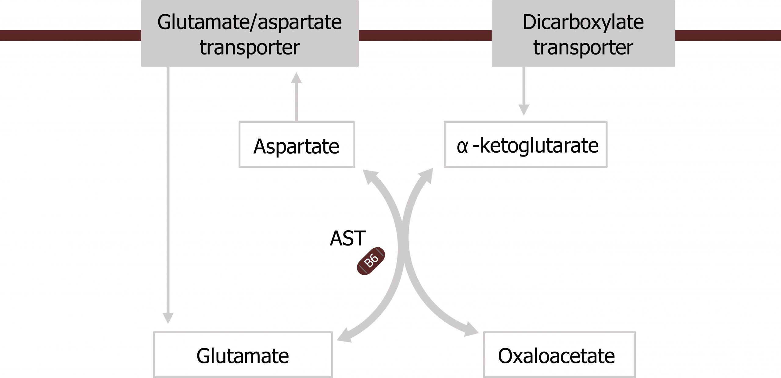 Glutamate/aspartate transporter arrow glutamate bidirectional arrow with AST to aspartate arrow glutamate/aspartate transporter. Dicarboxylate transporter arrow α-ketoglutarate bidirectional arrow with AST to oxaloacetate.