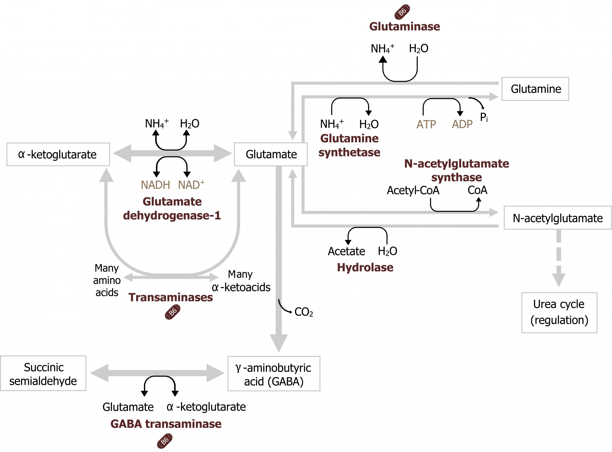 Glutamate forward arrow with enzyme glutamine synthetase to glutamine. Glutamine backwards arrow with enzyme glutaminase to glutamate. Glutamate forward arrow with enzyme N-acetylglutamate synthase to N-acetylglutamate arrow urea cycle (regulation). N-acetylglutamate backwards arrow with enzyme hydrolase to glutamate. Glutamate arrow ℽ-aminobutyric acid (GABA) bidirectional arrow with enzyme GABA transaminase to succinic semialdehyde. Glutamate bidirectional arrow with enzyme glutamate dehydrogenase-1 to α-ketoglutarate. Glutamate and many α-ketoacids second bidirectional arrow with enzyme transaminases to α-ketoglutarate and many amino acids.