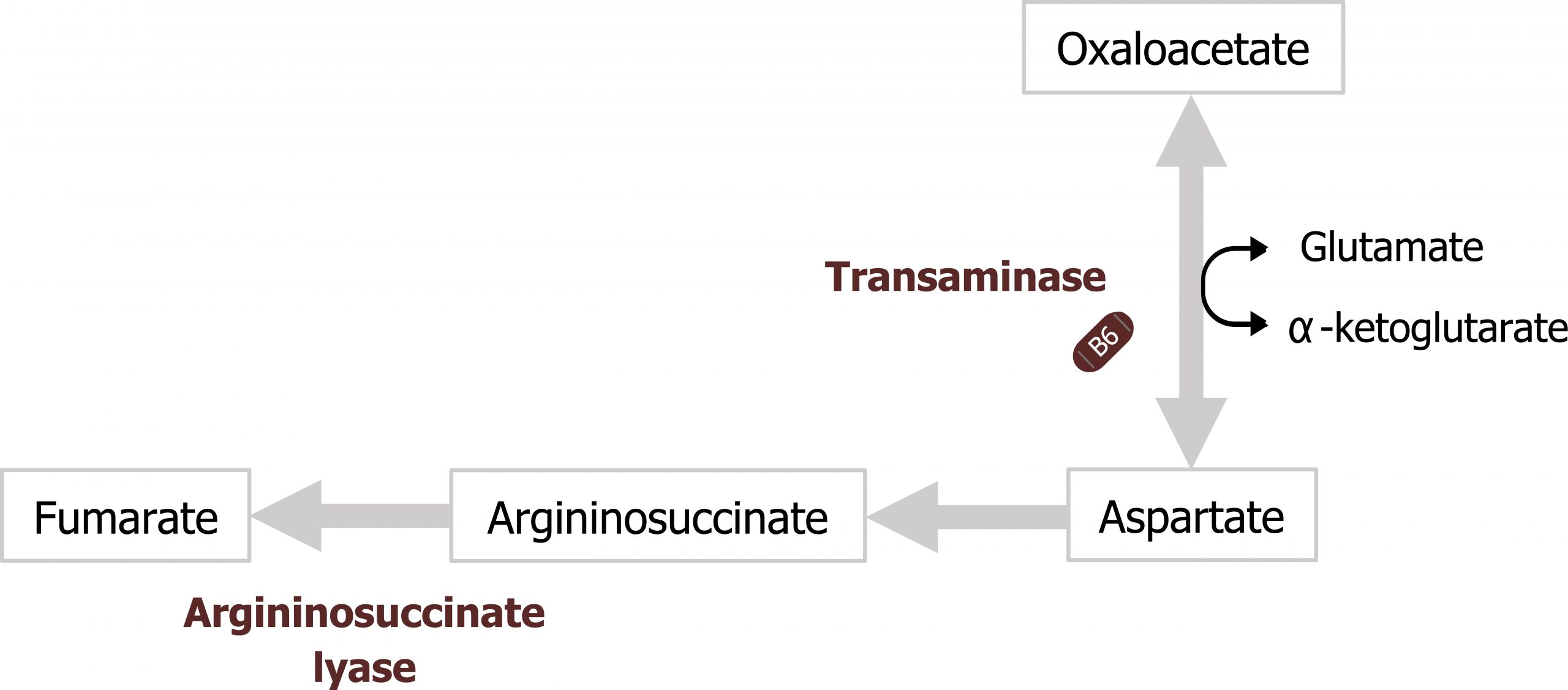 Oxaloacetate bidirectional arrow with enzyme transaminase and glutamate bidirectional arrow α-ketoglutarate to aspartate arrow argininosuccinate arrow with enzyme argininosuccinate lyase to fumarate