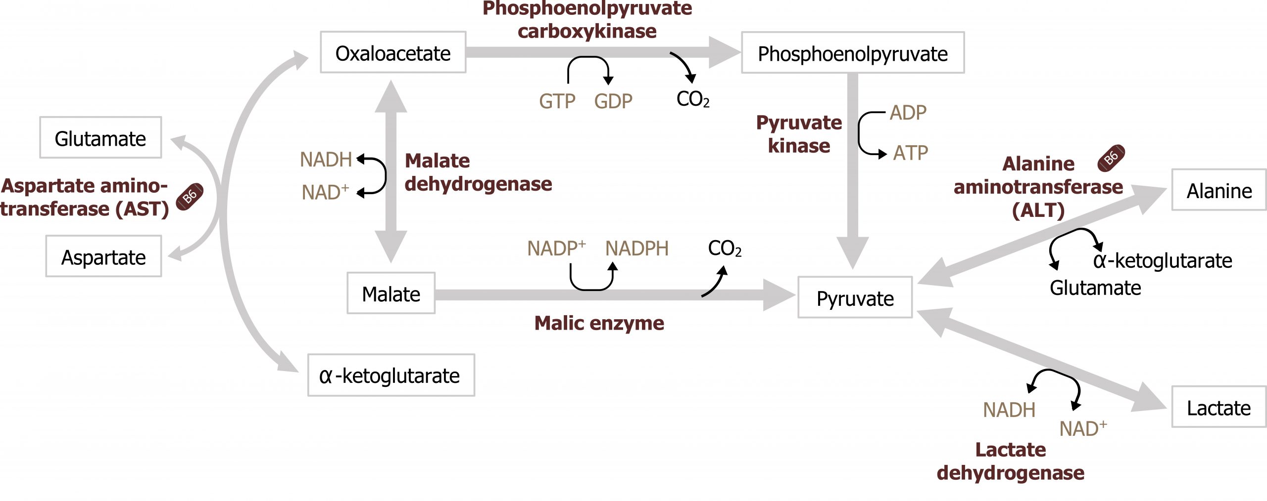 Malate right arrow with malic enzyme and NADP+ arrow NADPH and loss of CO2 to pyruvate. Malate bidirectional vertical arrow with malate dehydrogenase and NAD+ bidirectional arrow NADH to oxaloacetate right arrow with enzyme phosphoenolpyruvate carboxykinase and GTP arrow GDP and loss of CO2 to phosphoenolpyruvate down arrow with enzyme pyruvate kinase and ADP arrow ATP to pyruvate. Alanine bidirectional arrow with enzyme alanine aminotransferase and α-ketoglutarate bidirectional arrow glutamate to pyruvate. Lactate bidirectional arrow with enzyme lactate dehydrogenase and NAD+ bidirectional arrow NADH to pyruvate. α-ketoglutarate arrow to oxaloacetate. Aspartate arrow touching the arrow between α-ketoglutarate and oxaloacetate with enzyme aspartate aminotransferase to glutamate.