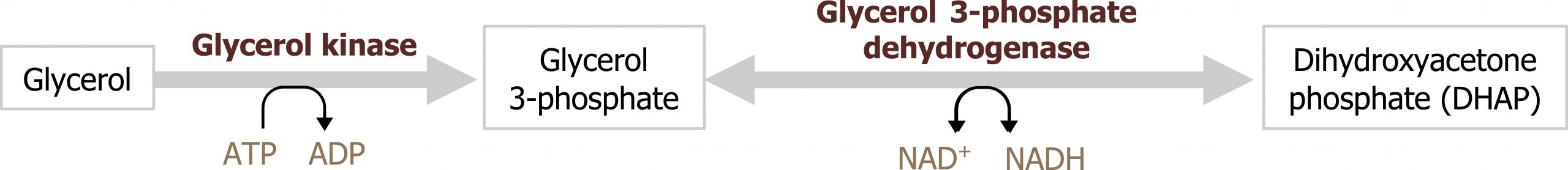 Glycerol arrow with enzyme glycerol kinase and ATP arrow ADP to glycerol 3-phosphate bidirectional arrow with enzyme glycerol 3-phosphate dehydrogenase and NAD+ bidirectional arrow NADH to dihydroxyacetone phosphate (DHAP)